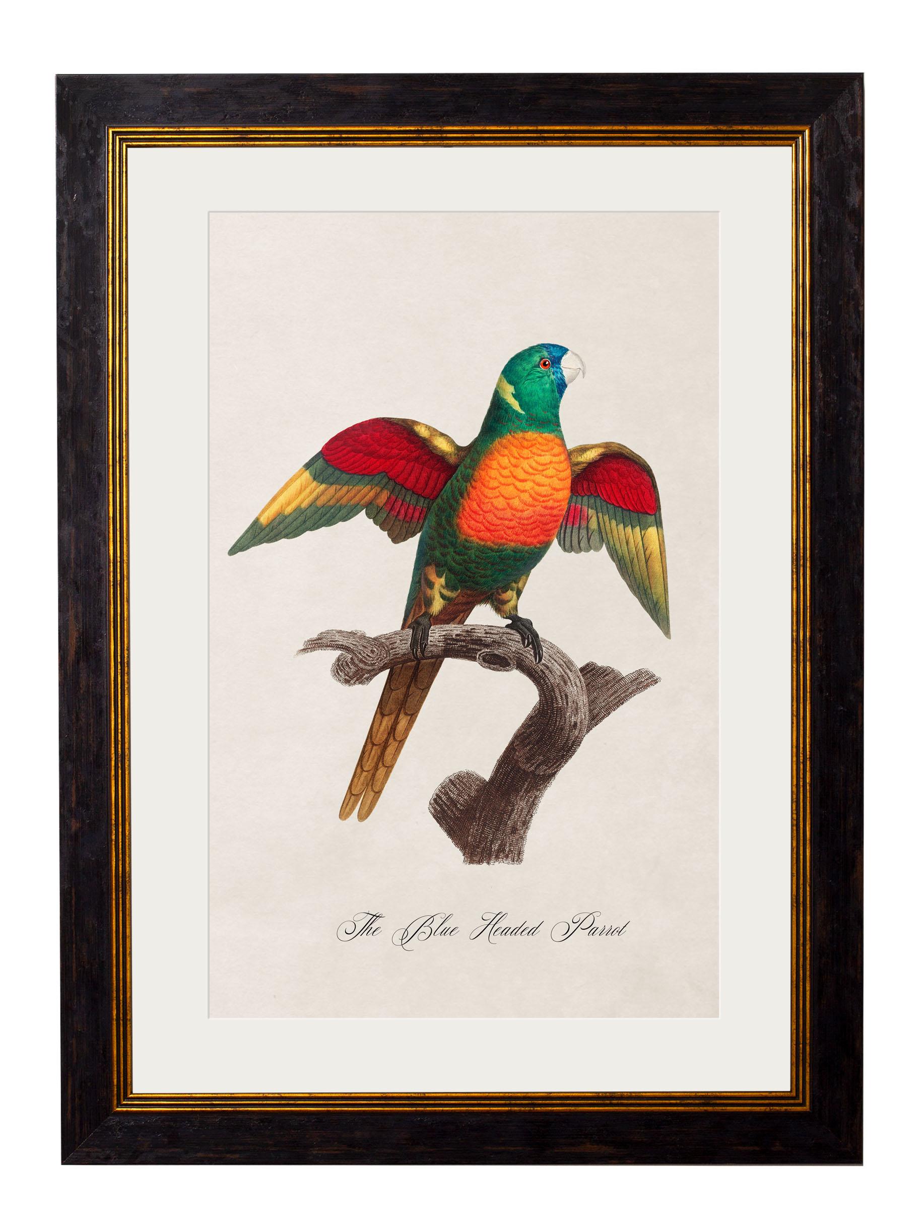 Contemporary Set of FOUR Parrot Prints originally Circa 1800s in Rectangular Frames, New (B) For Sale
