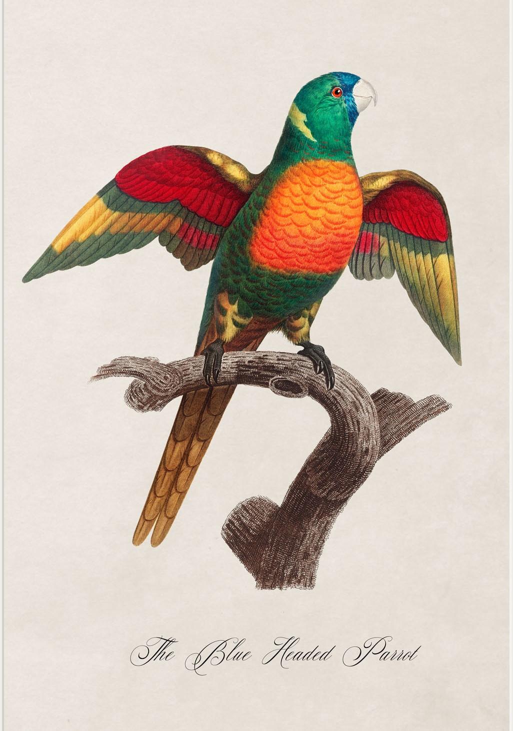 Glass Set of FOUR Parrot Prints originally Circa 1800s in Rectangular Frames, New (B) For Sale