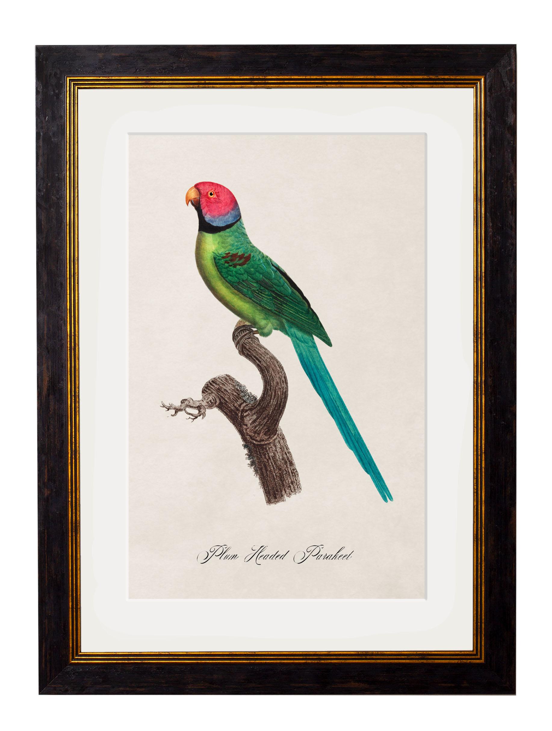 Set of FOUR Parrot Prints originally Circa 1800s in Rectangular Frames, New (B) For Sale 1