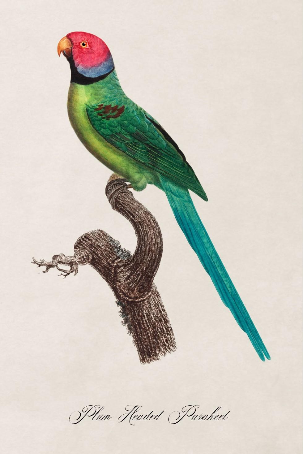 Set of FOUR Parrot Prints originally Circa 1800s in Rectangular Frames, New (B) For Sale 2