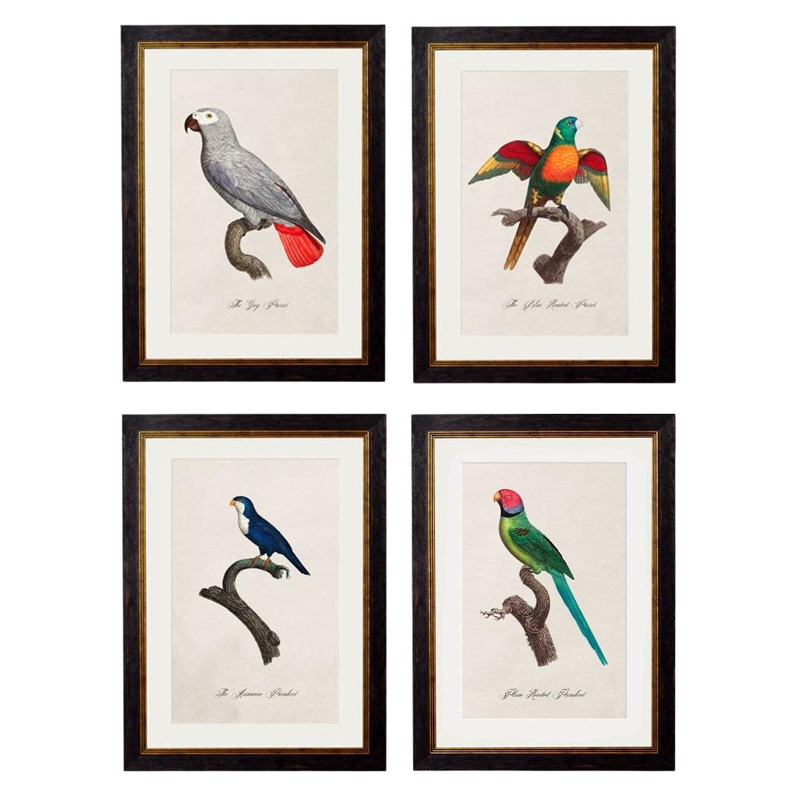 Set von FOUR Papageiendrucken, ursprünglich ca. 1800er Jahre, in rechteckigen Rahmen, neu (B) im Angebot