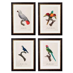Set of FOUR Parrot Prints originally Circa 1800s in Rectangular Frames, New (B)