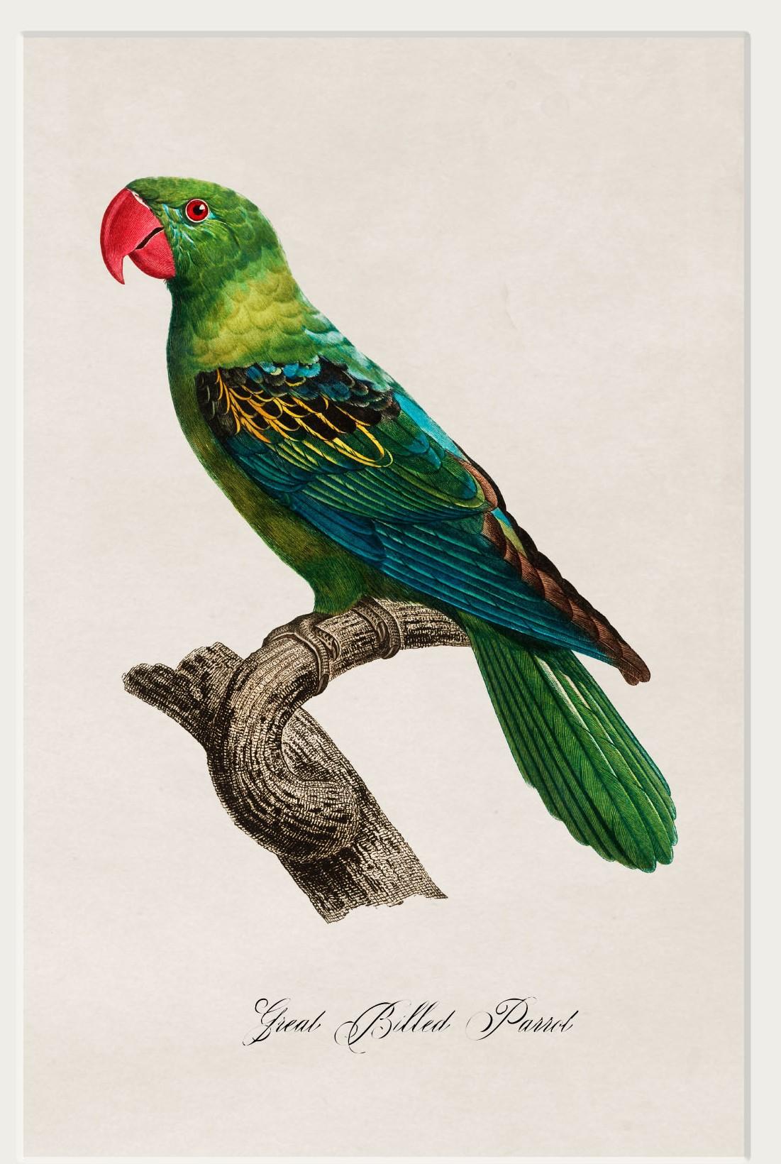 Ensemble de QUATRE gravures de perroquets datant des années 1800 dans des cadres rectangulaires, New en vente 3