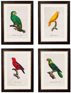 Set von FOUR Papageiendrucken, original, ca. 1800er Jahre, in rechteckigen Rahmen, neu