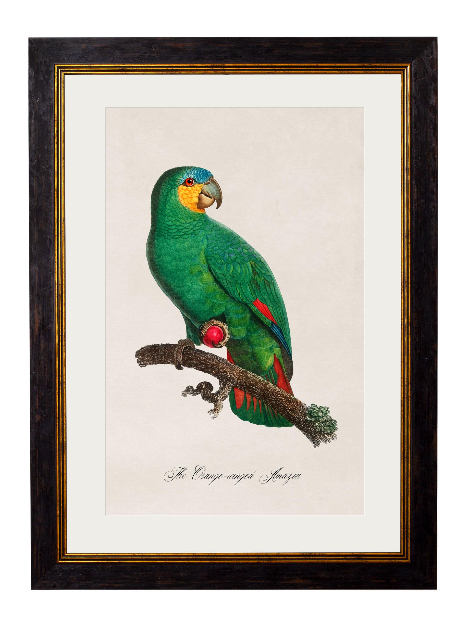 Victorian Set of FOUR Parrot Prints originally Circa 1800s in Rectangular Frames, New For Sale