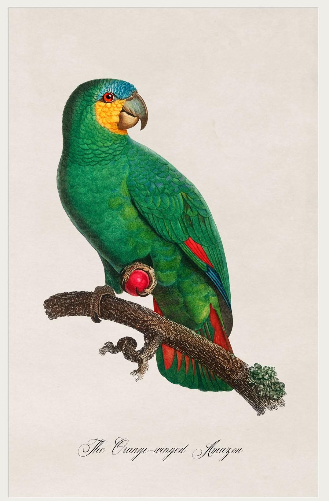 British Set of FOUR Parrot Prints originally Circa 1800s in Rectangular Frames, New For Sale