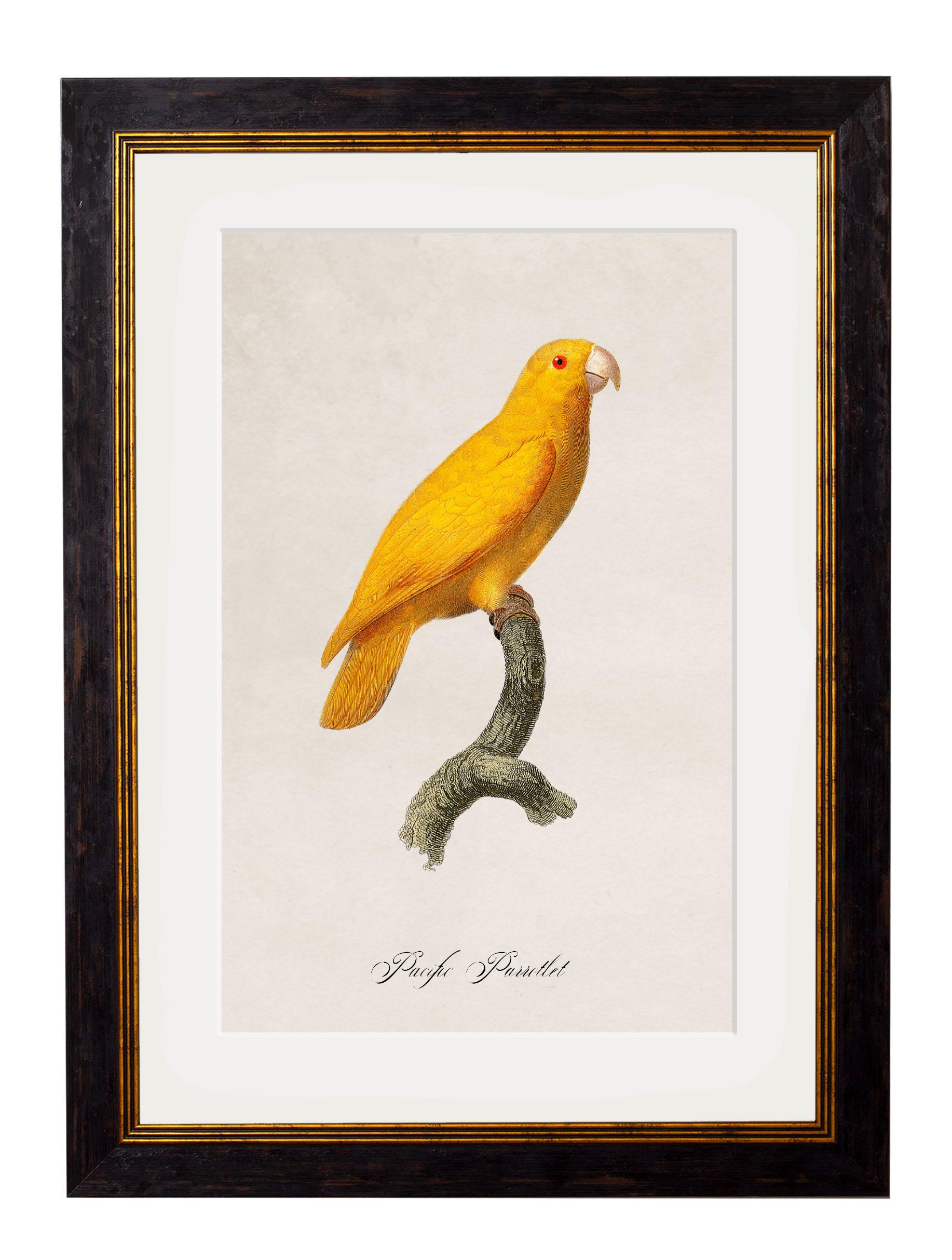 Set of FOUR Parrot Prints originally Circa 1800s in Rectangular Frames, New In Excellent Condition For Sale In Lincoln, Lincolnshire