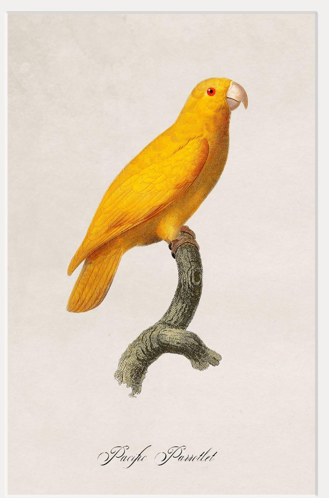 Contemporary Set of FOUR Parrot Prints originally Circa 1800s in Rectangular Frames, New For Sale