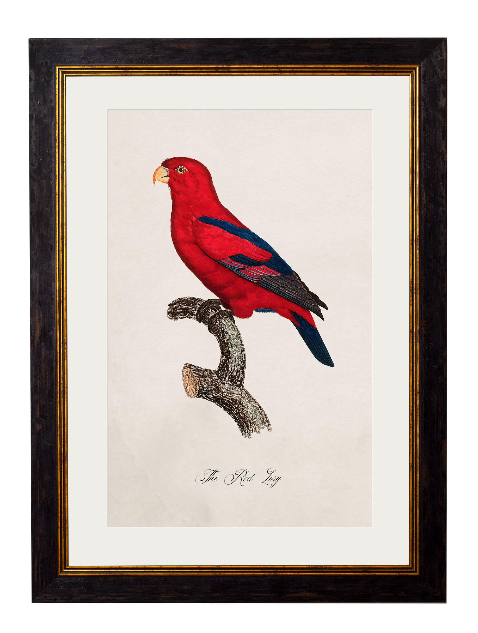 Glass Set of FOUR Parrot Prints originally Circa 1800s in Rectangular Frames, New For Sale