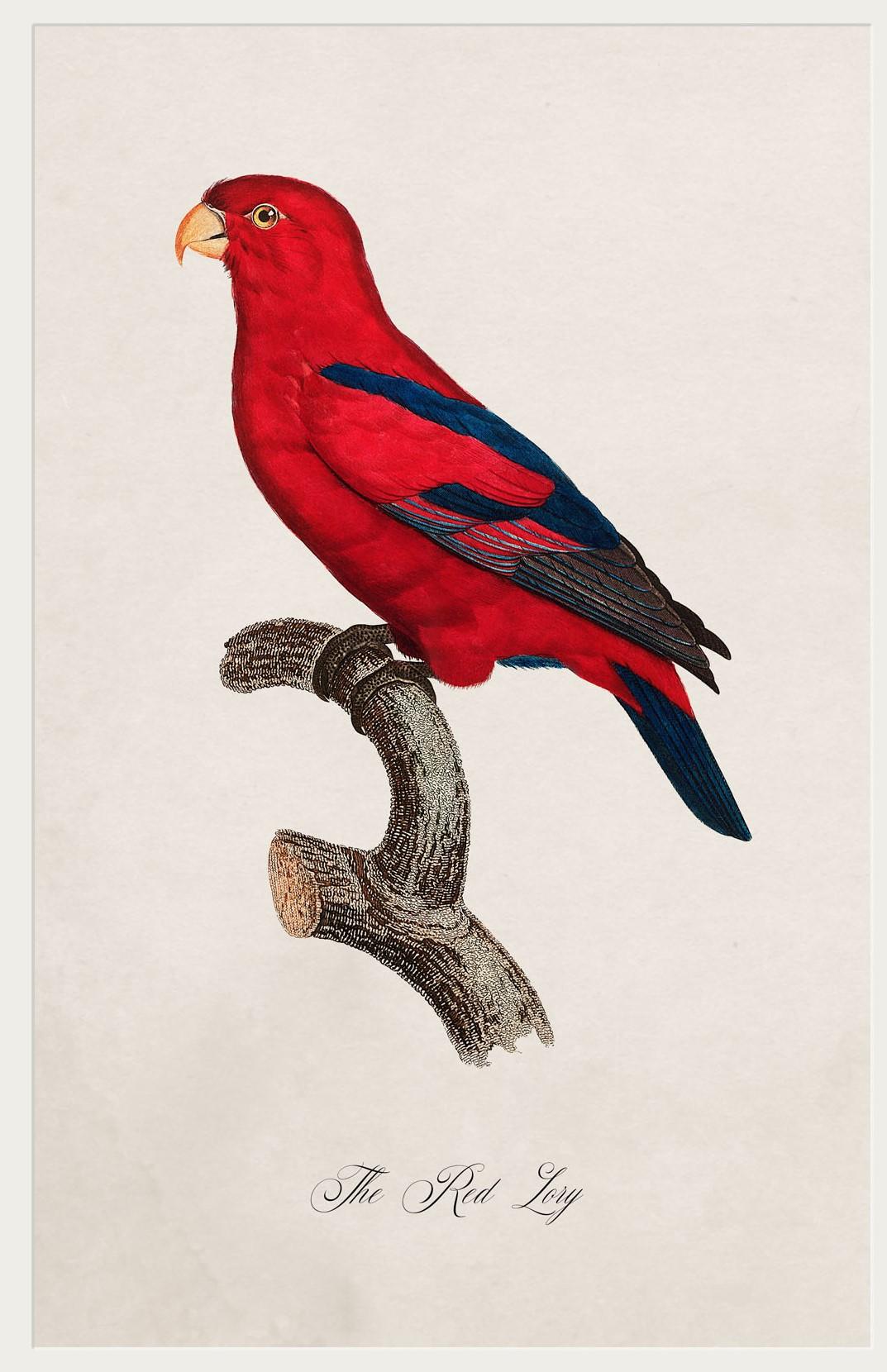 Ensemble de QUATRE gravures de perroquets datant des années 1800 dans des cadres rectangulaires, New en vente 1
