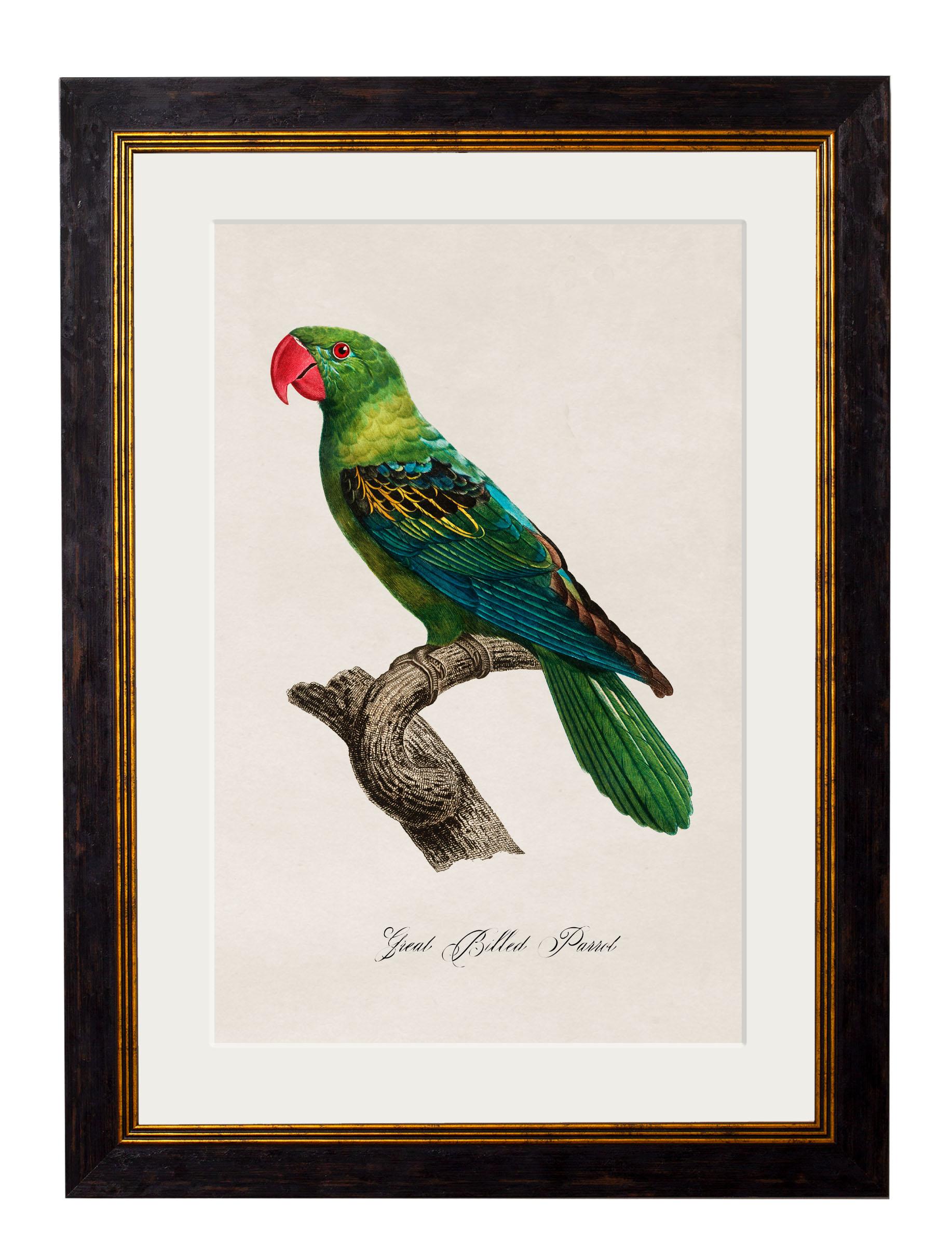 Ensemble de QUATRE gravures de perroquets datant des années 1800 dans des cadres rectangulaires, New en vente 2