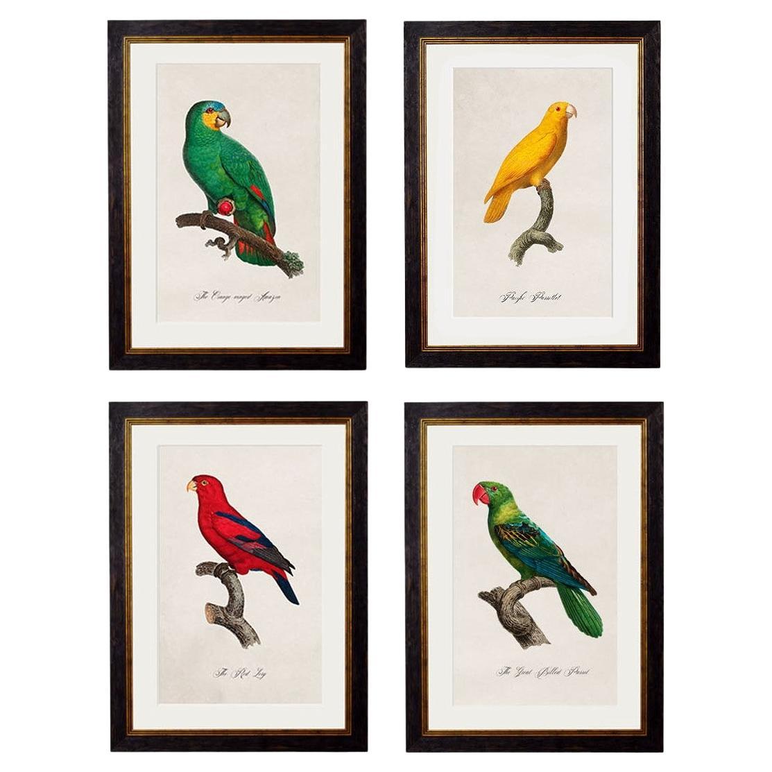 Ensemble de QUATRE gravures de perroquets datant des années 1800 dans des cadres rectangulaires, New en vente