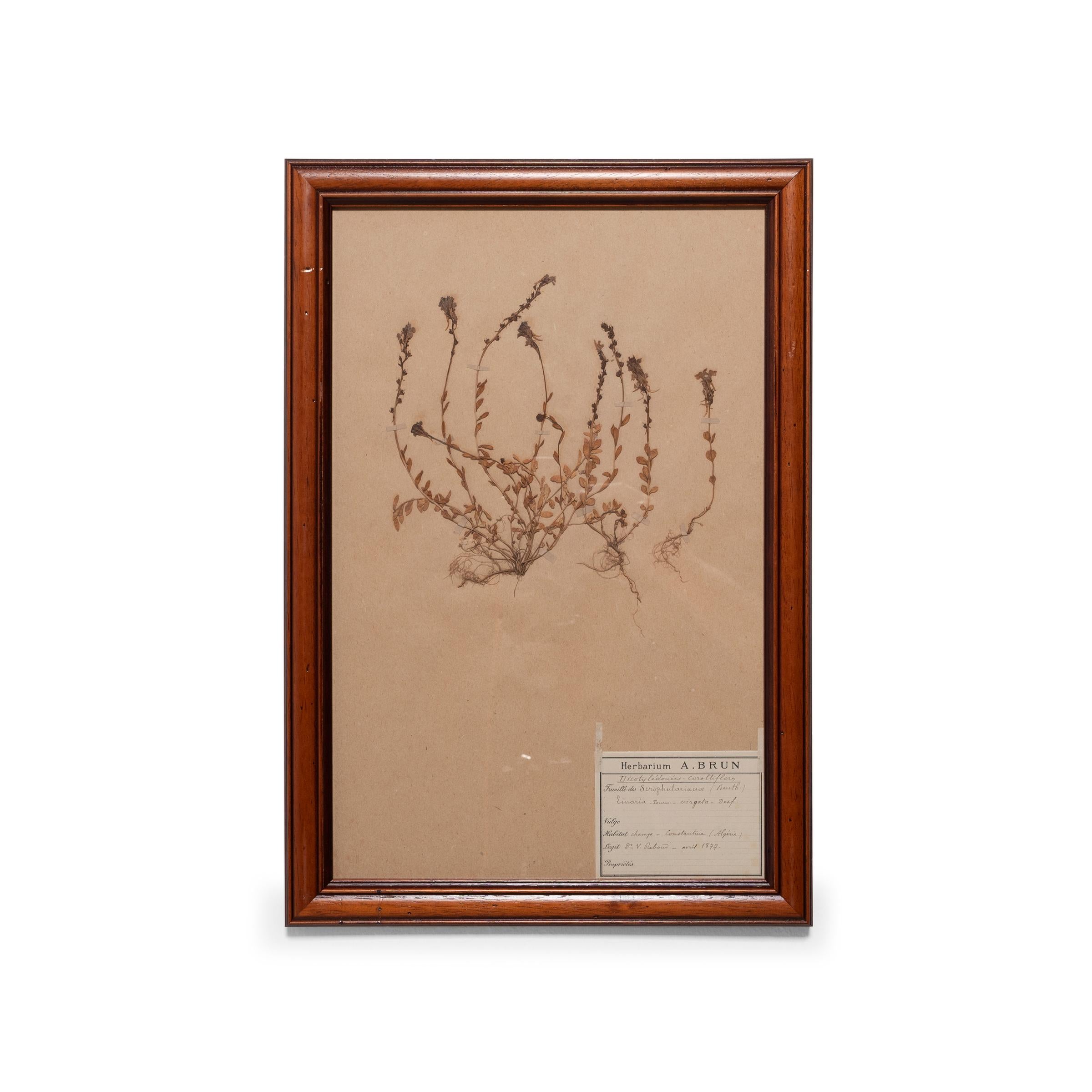 Set of Four Pressed Botanical Specimens, circa 1900 In Good Condition For Sale In Chicago, IL