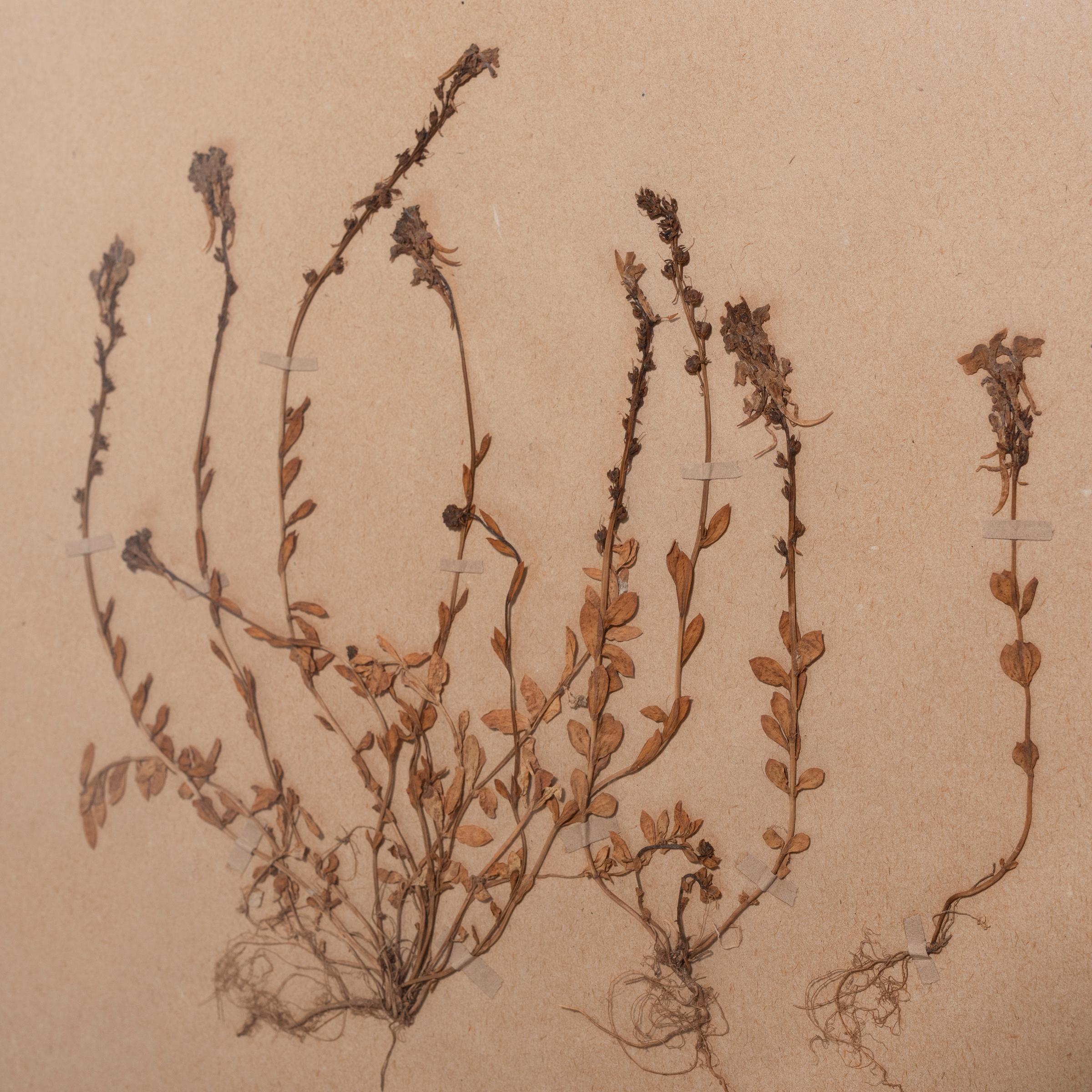 Set of Four Pressed Botanical Specimens, circa 1900 In Good Condition For Sale In Chicago, IL