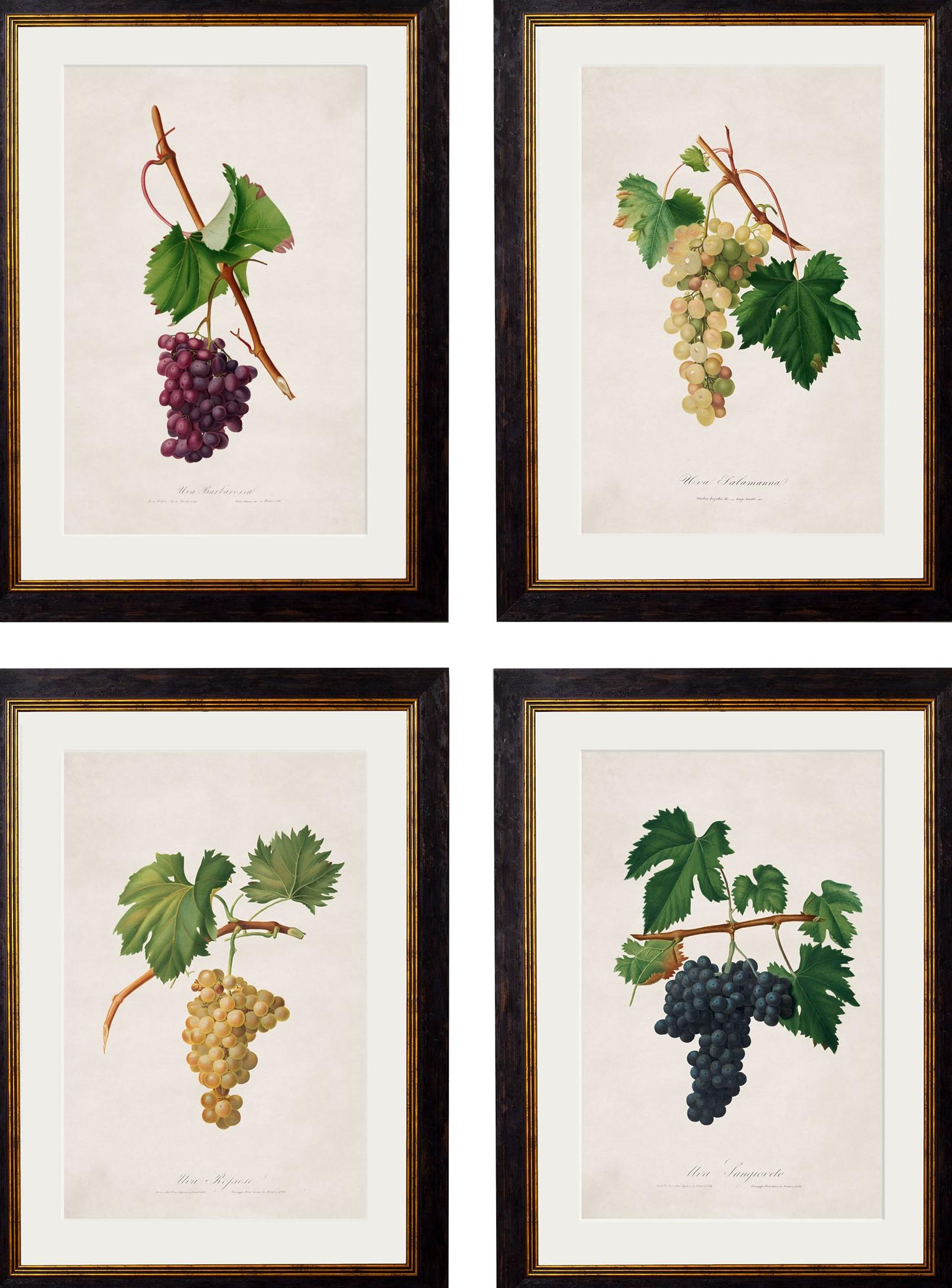 Set of FOUR Prints of Grapes originally Circa 1817 in Rectangular Frames, New For Sale 4
