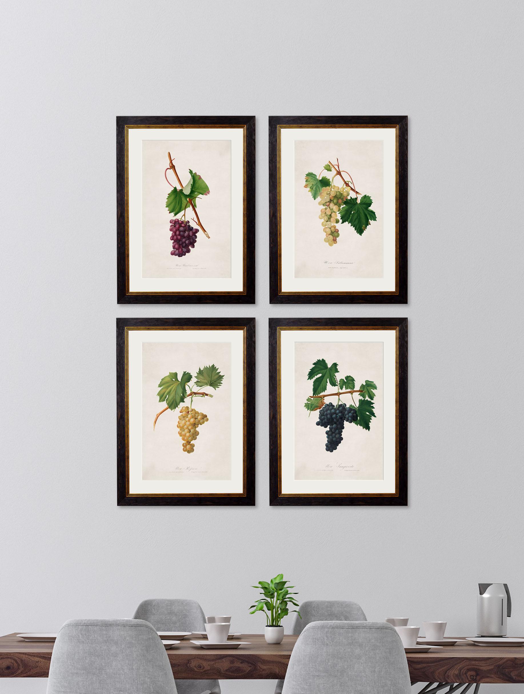 These are a set of FOUR digitally remastered prints of Grape studies, hand coloured and framed, originally from French drawings,  Circa 1817.

Prints of this style were originally printed in black and white and then hand painted over the top to give