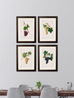 Set of FOUR Prints of Grapes originally Circa 1817 in Rectangular Frames, New
