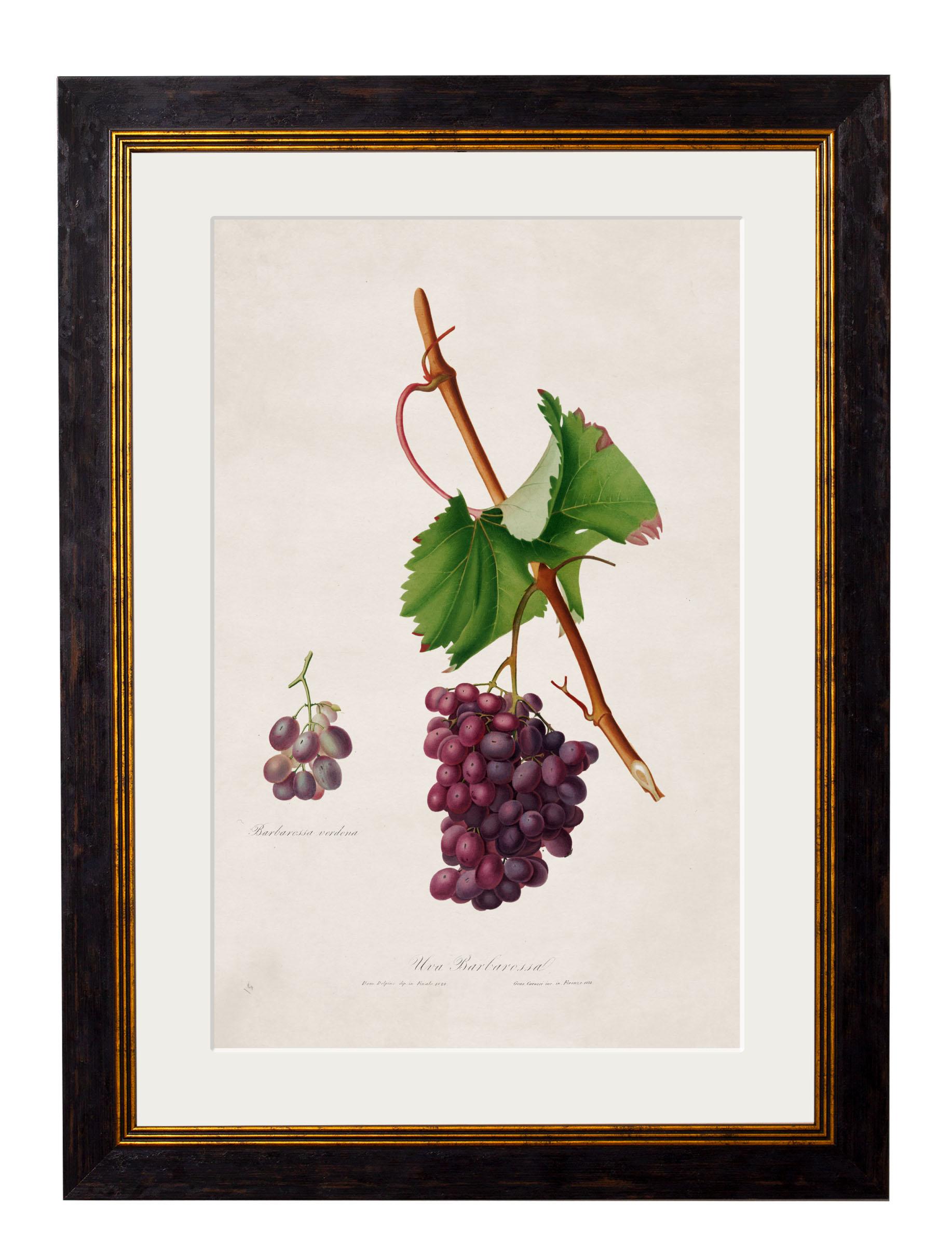 Georgian Set of FOUR Prints of Grapes originally Circa 1817 in Rectangular Frames, New For Sale