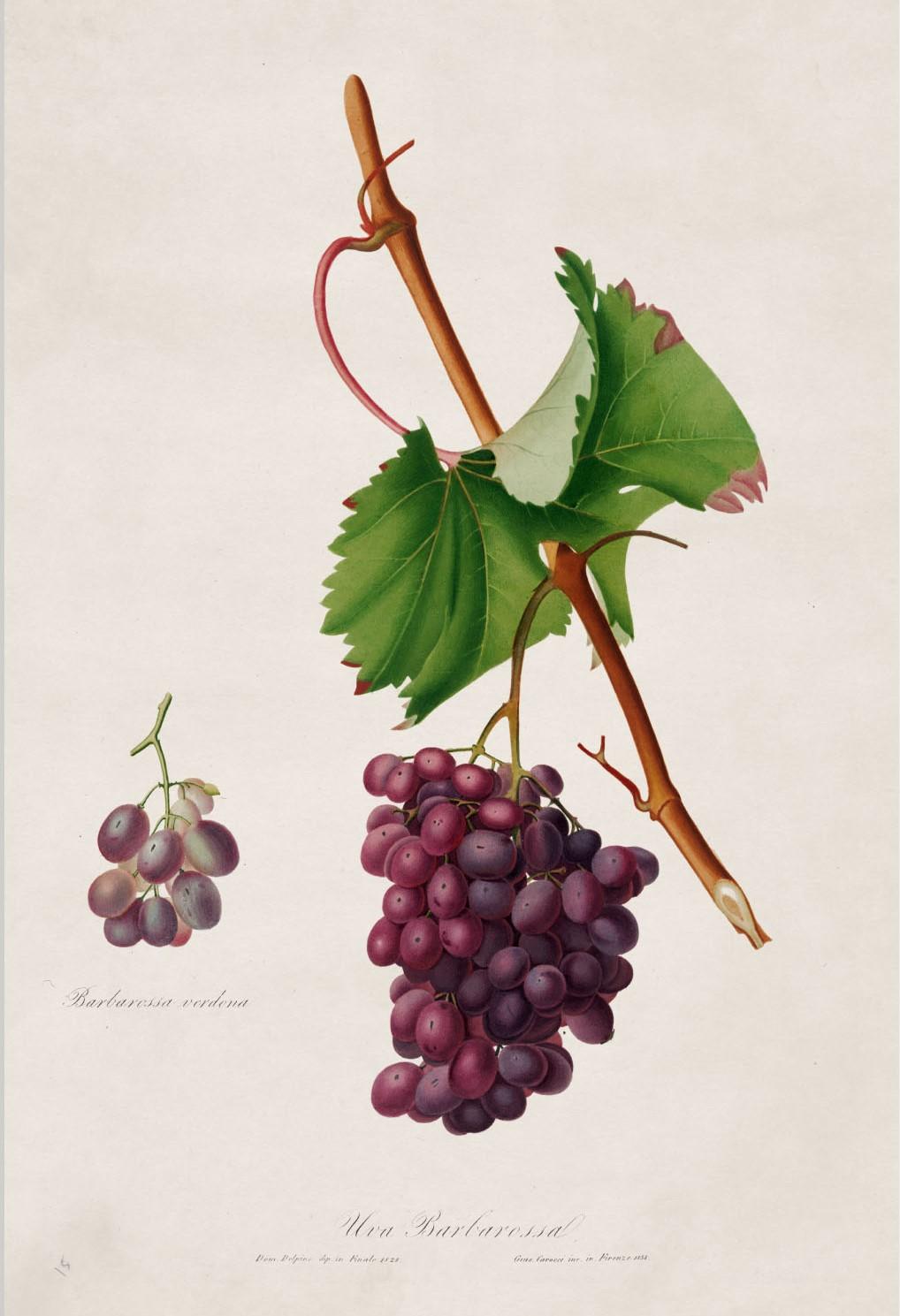 British Set of FOUR Prints of Grapes originally Circa 1817 in Rectangular Frames, New For Sale