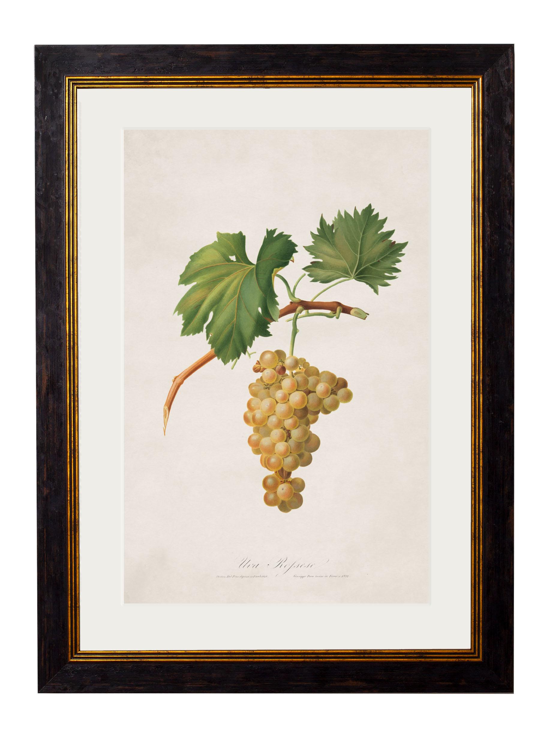 Set of FOUR Prints of Grapes originally Circa 1817 in Rectangular Frames, New In Excellent Condition For Sale In Lincoln, Lincolnshire
