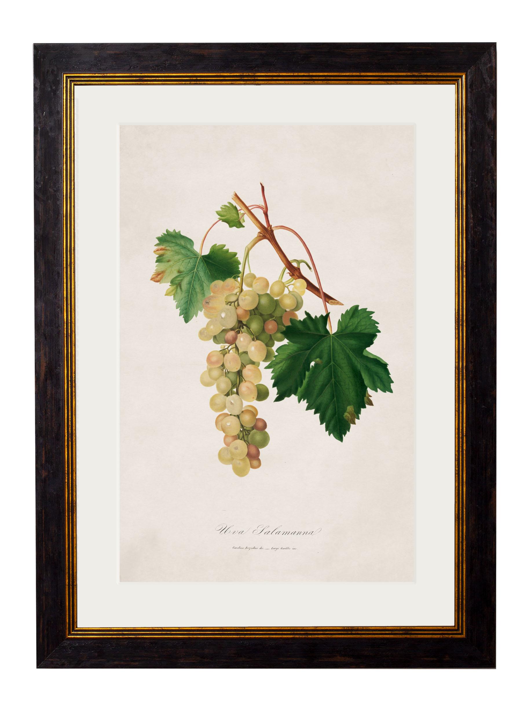 Glass Set of FOUR Prints of Grapes originally Circa 1817 in Rectangular Frames, New For Sale