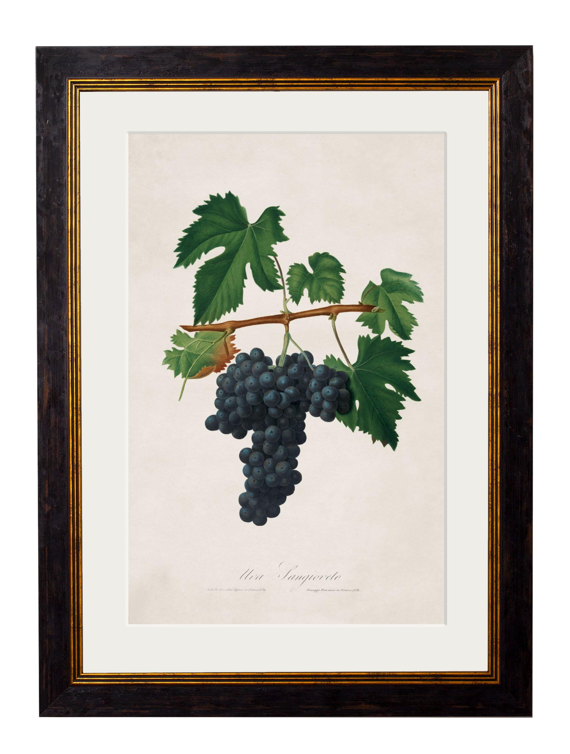 Set of FOUR Prints of Grapes originally Circa 1817 in Rectangular Frames, New For Sale 2
