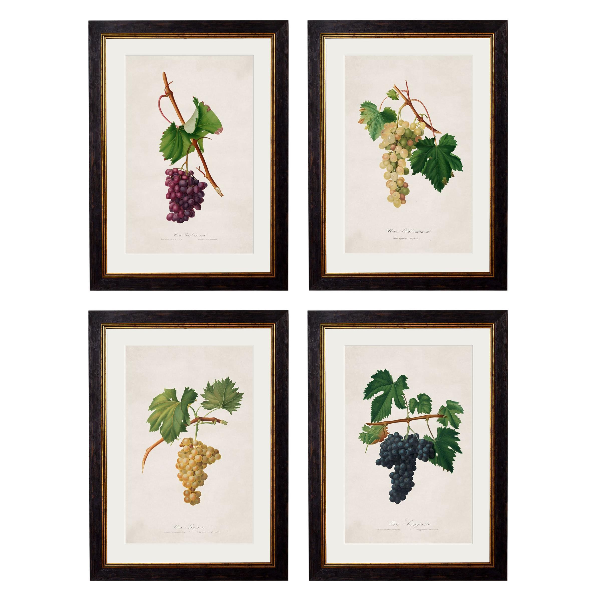 Set of FOUR Prints of Grapes originally Circa 1817 in Rectangular Frames, New