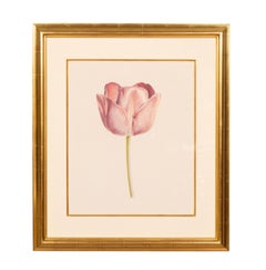 Set Of Four Prints Of Tulips By Rory McEwen