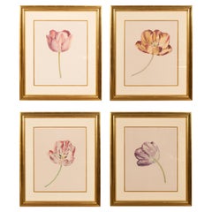Set Of Four Prints Of Tulips By Rory McEwen