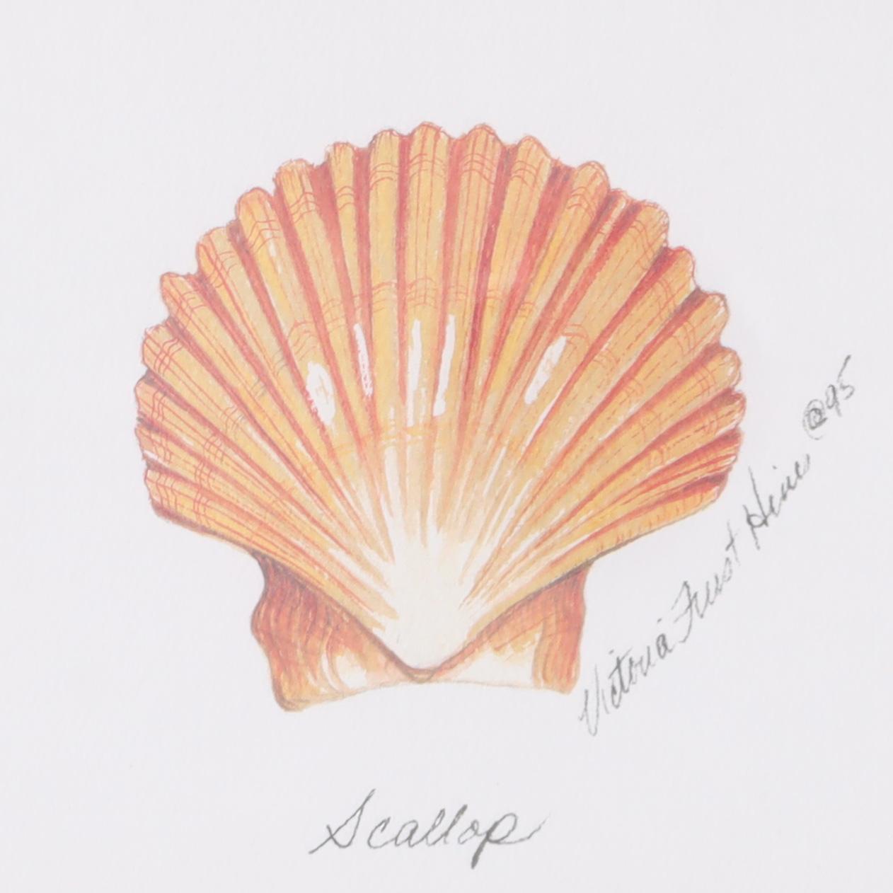 Organic Modern Set of Four Seashell Watercolors
