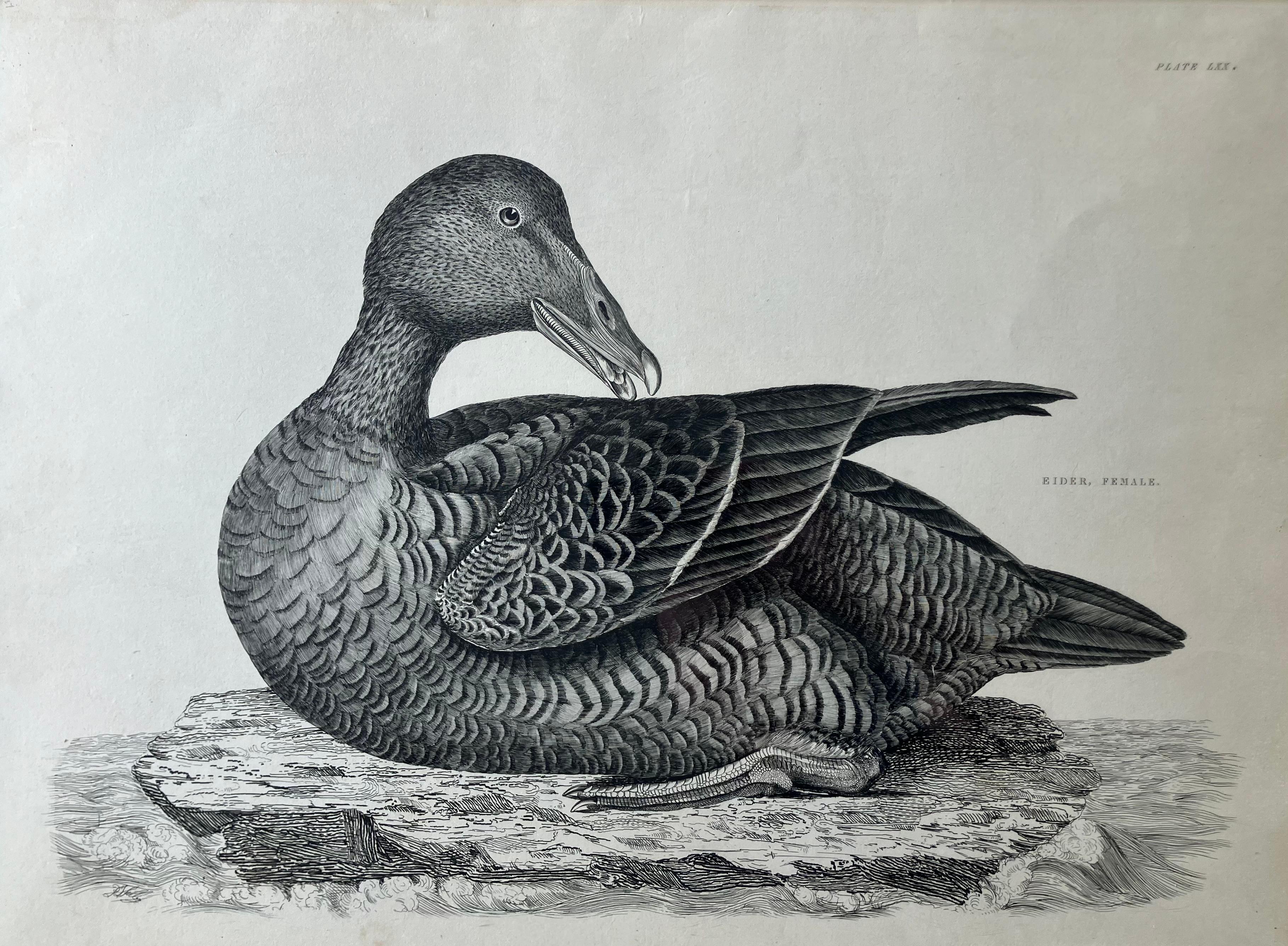 Set of four Selby duck engravings. Original engravings from Selby’s British Ornithology illustrations of “Water Birds” by Prideaux John Selby, English ornithologist, botanist and illustrator (1788- 1867) circa 1833. Four plates including Gooseander,