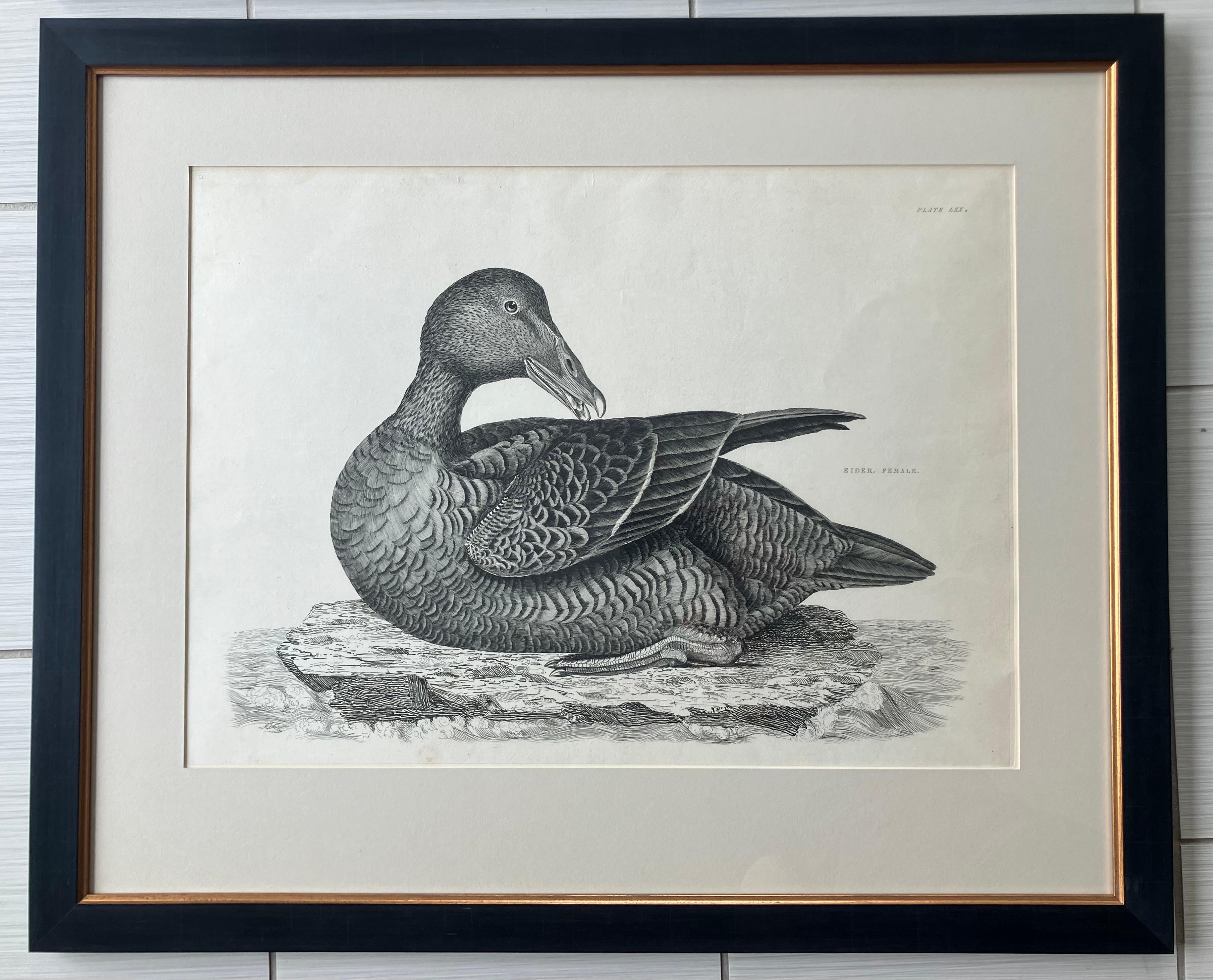 English Set of Four Selby Duck Engravings For Sale
