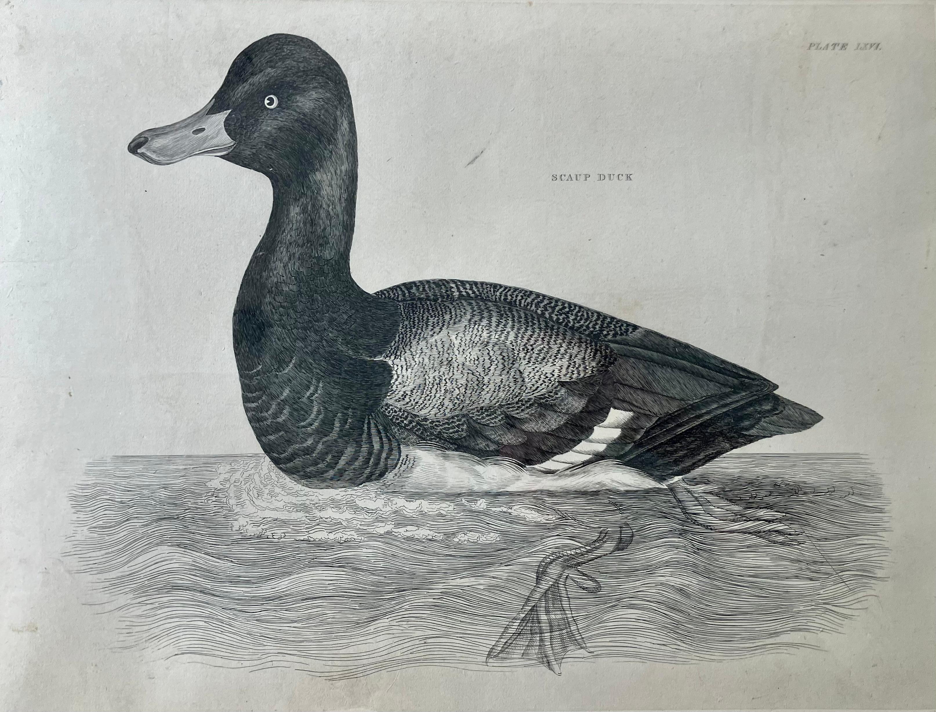 Engraved Set of Four Selby Duck Engravings For Sale