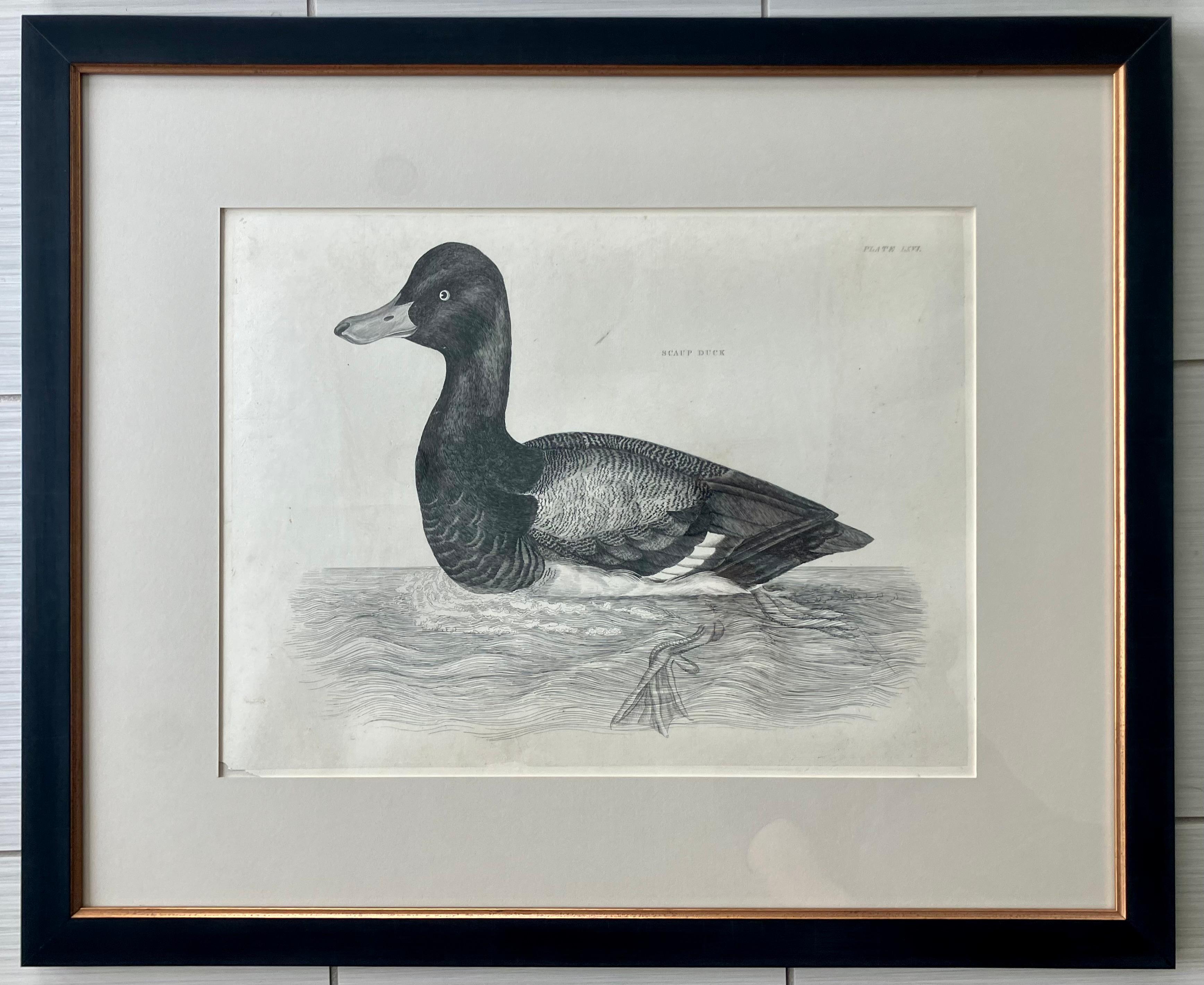 Set of Four Selby Duck Engravings In Good Condition For Sale In New York, NY