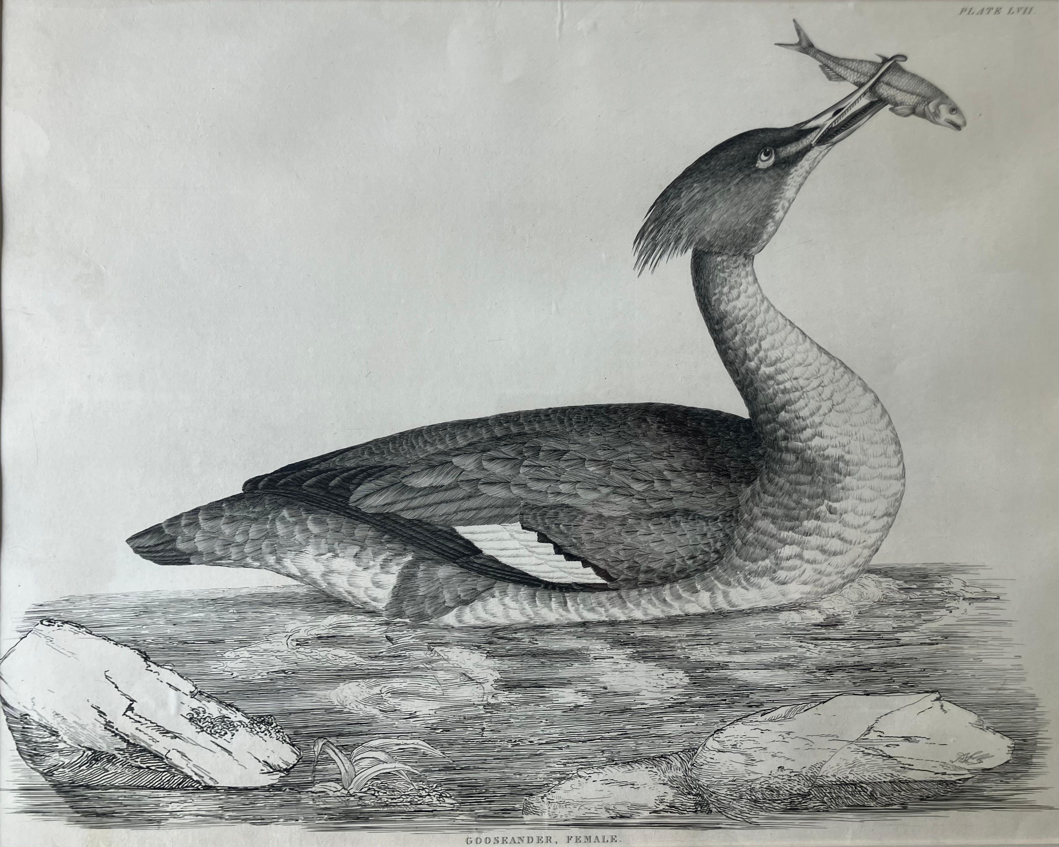 19th Century Set of Four Selby Duck Engravings For Sale