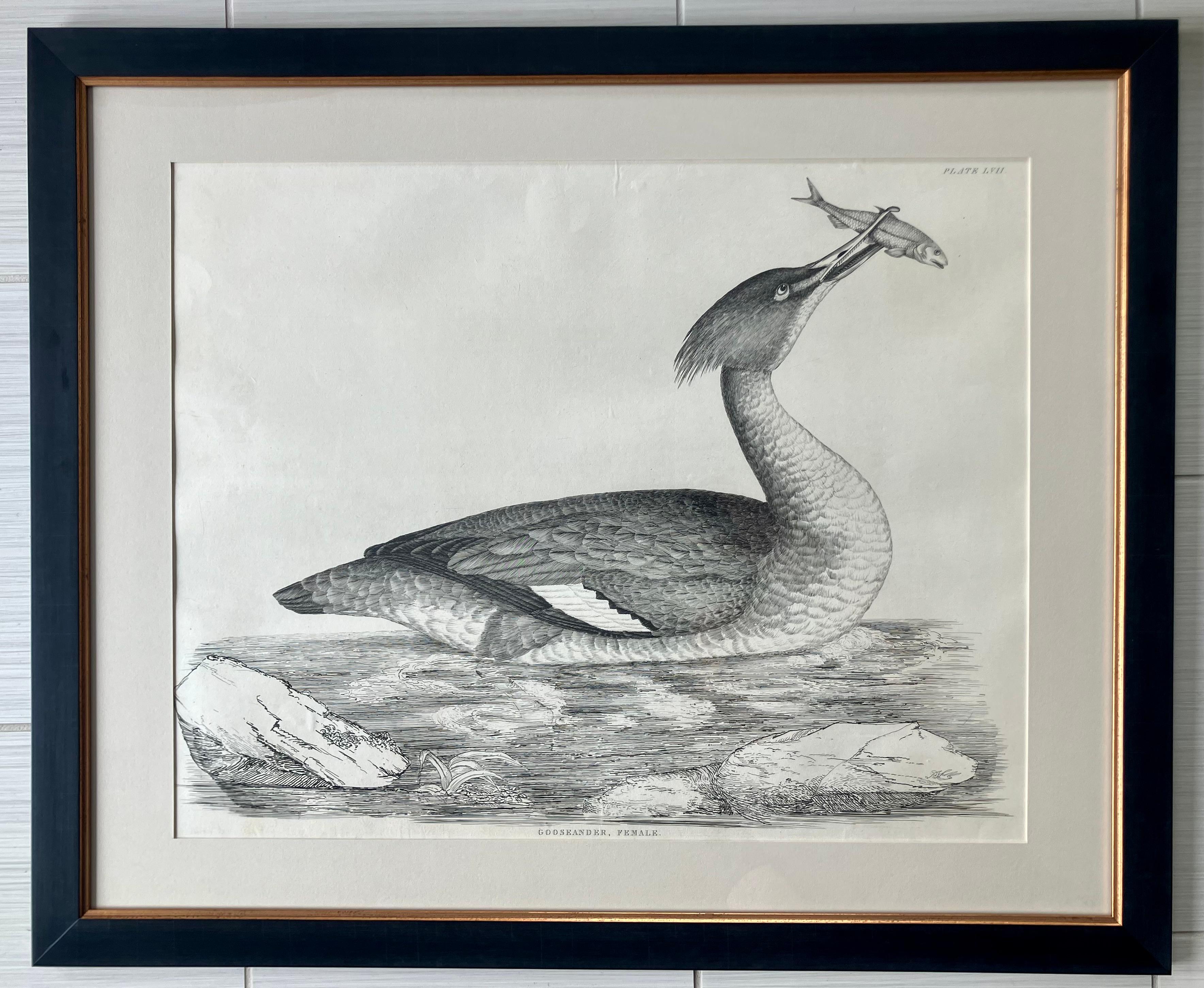 Paper Set of Four Selby Duck Engravings For Sale