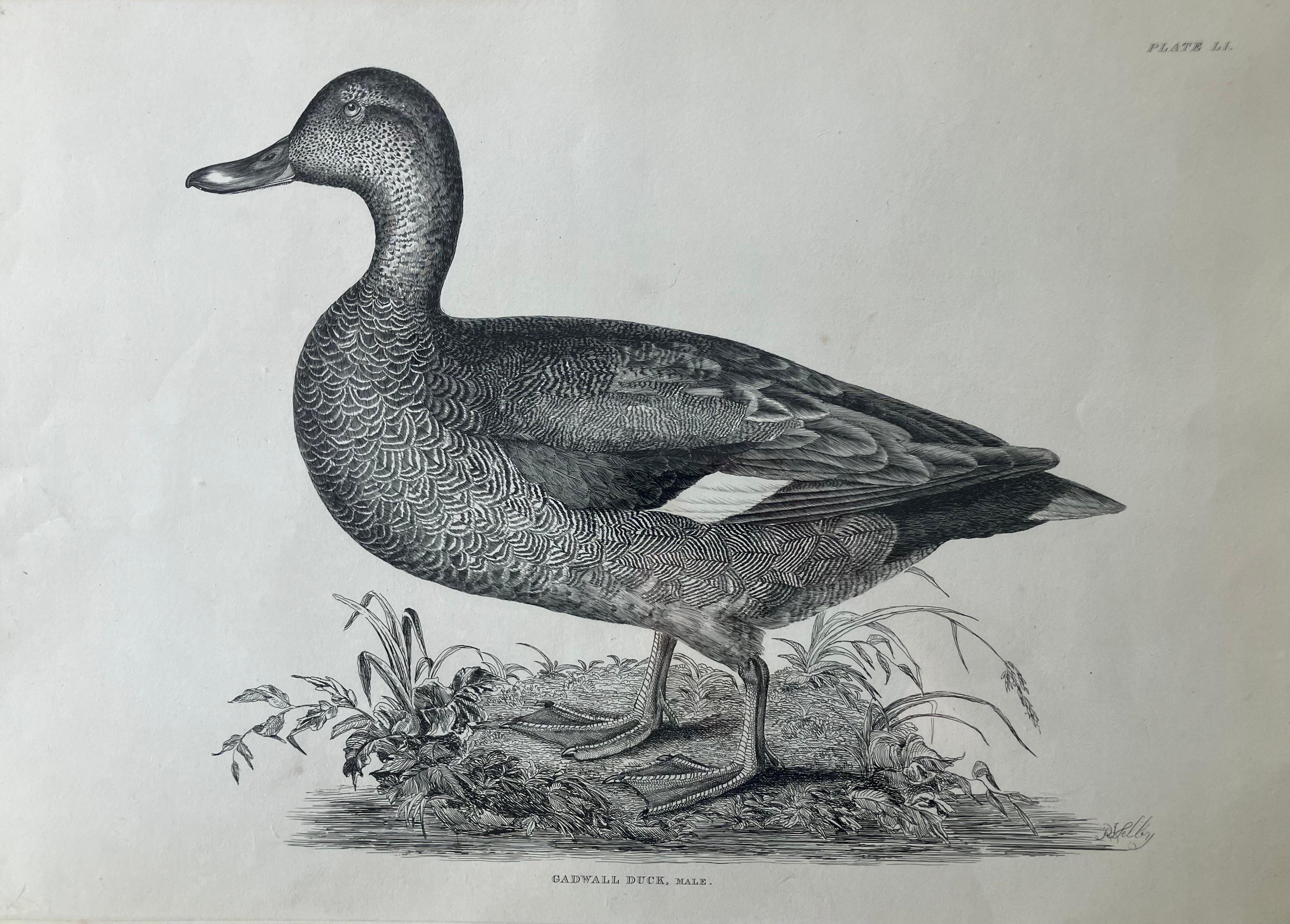 Set of Four Selby Duck Engravings For Sale 1