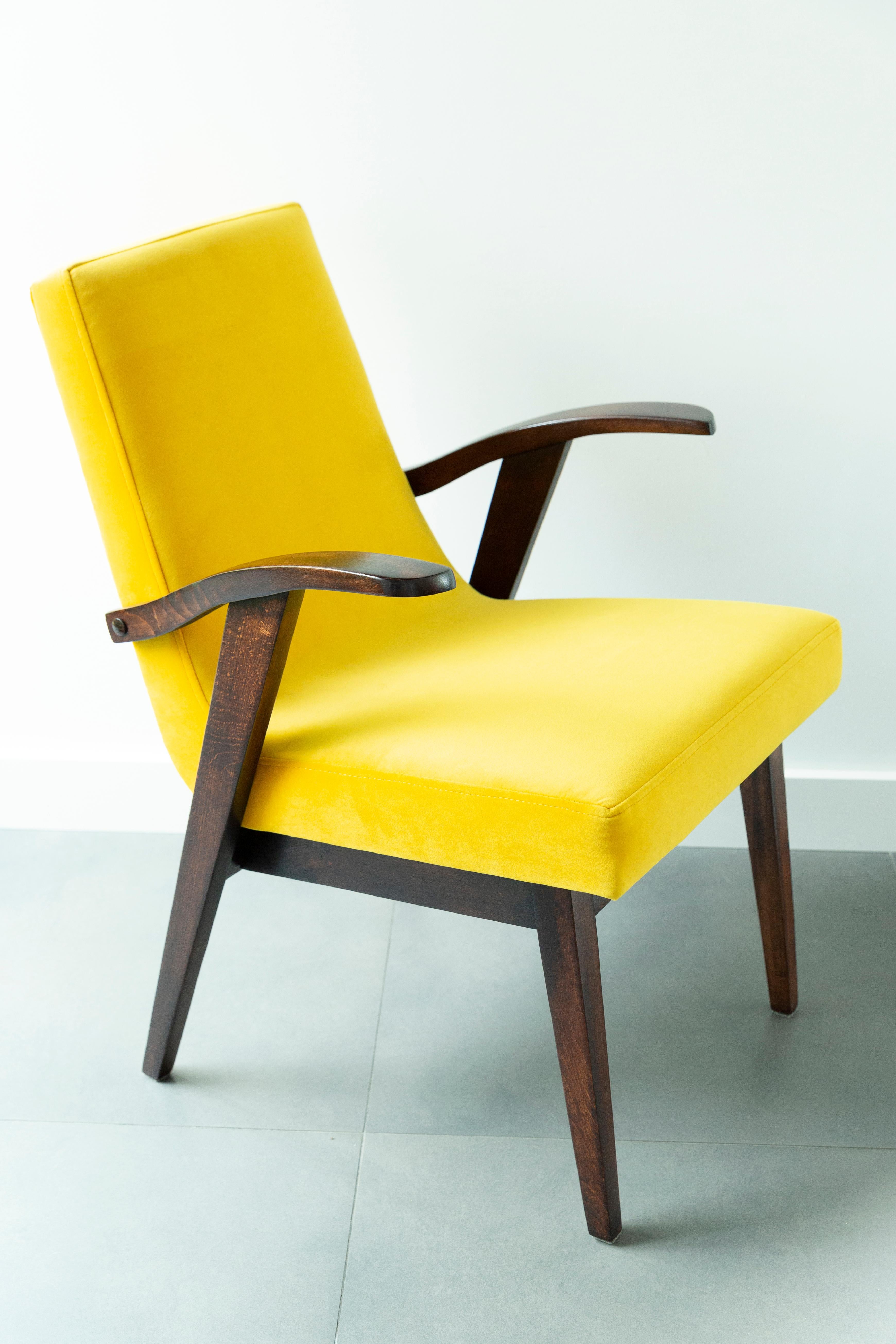 Stühle entworfen von Mieczyslaw Puchala. Dunkelbraunes Holz kombiniert mit gelbem, schönem Samt verleiht ihm Eleganz und Noblesse. Die Stühle sind nach einer kompletten Renovierung von Schreinerei und Polsterei. Das Holz ist nach der vollständigen