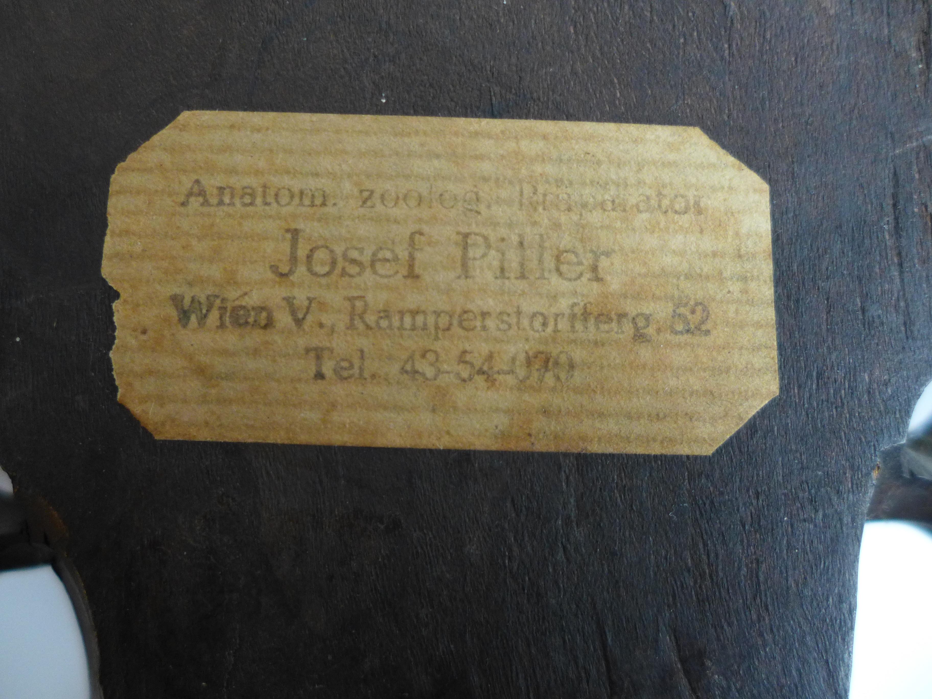 Satz von vier Hirschgeweihen 1900 auf handgeschnitztem Holz, Schwarzwald-Australien (Handgeschnitzt) im Angebot