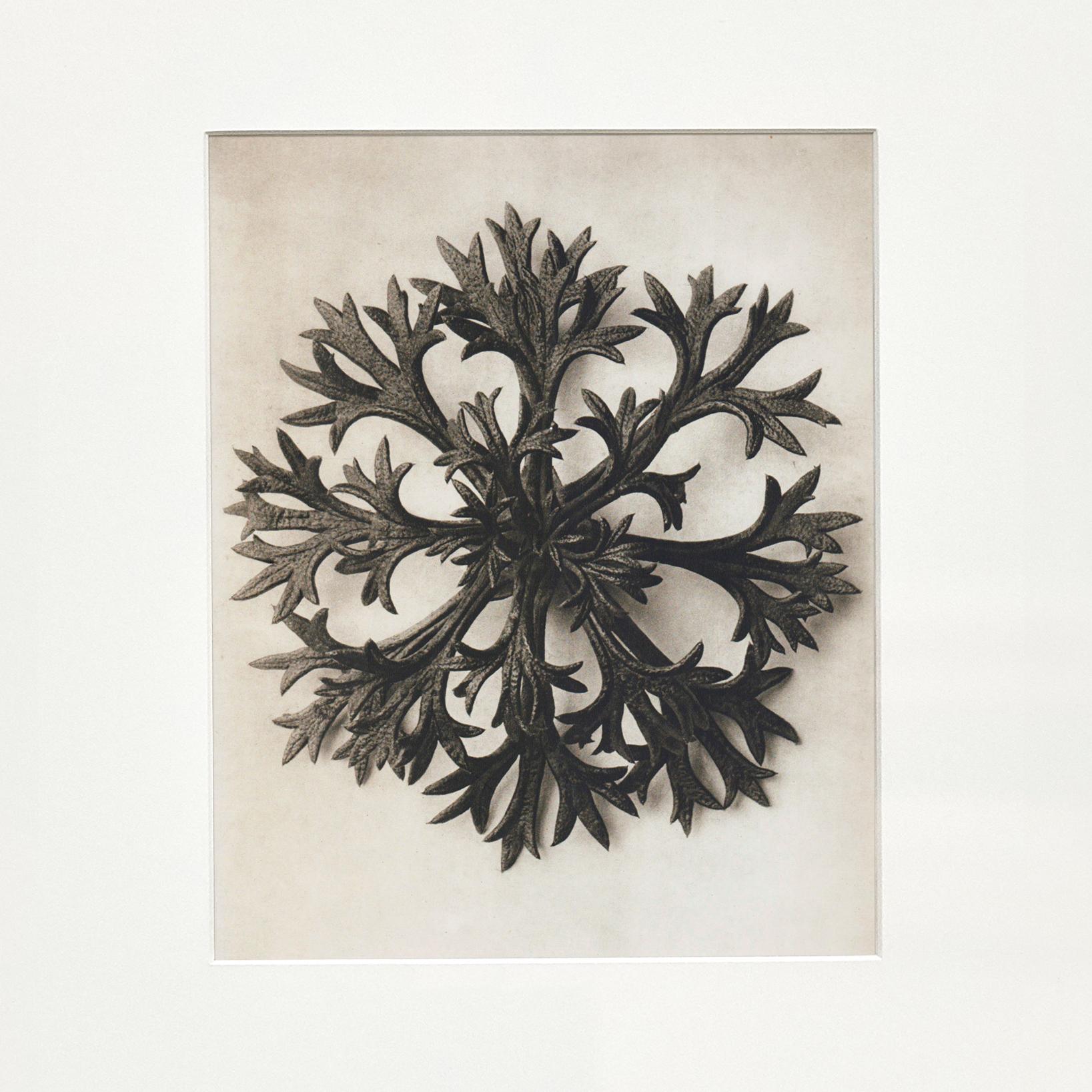 Set of 9 Karl Blossfeldt Black White Flower Photogravure Botanic Photography For Sale 3