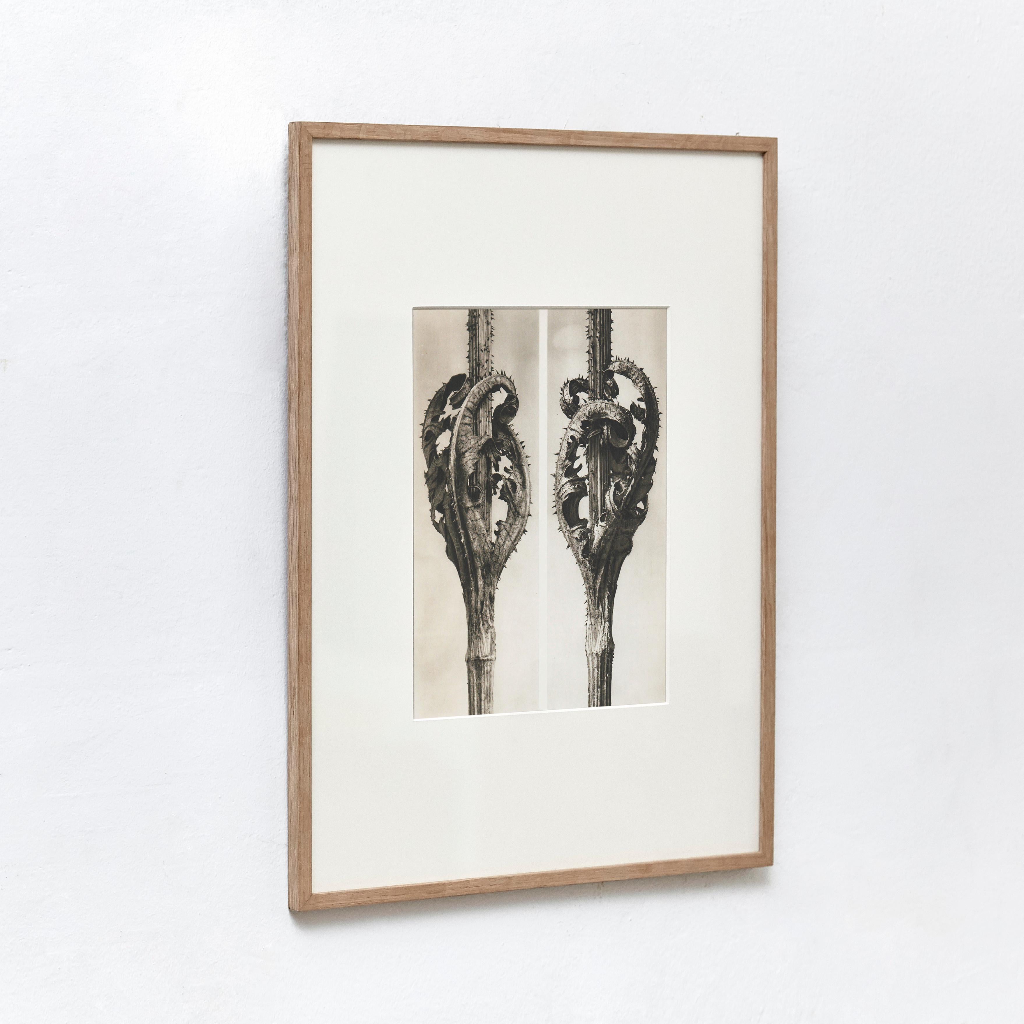 Set of 9 Karl Blossfeldt Black White Flower Photogravure Botanic Photography For Sale 4