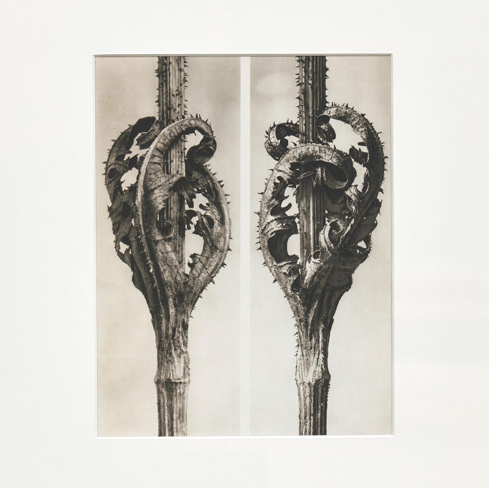 Set of 9 Karl Blossfeldt Black White Flower Photogravure Botanic Photography For Sale 5