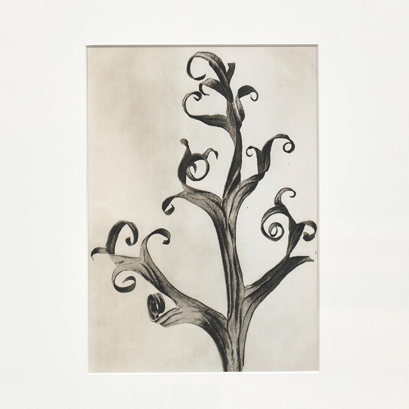 Set of 9 Karl Blossfeldt Black White Flower Photogravure Botanic Photography For Sale 6