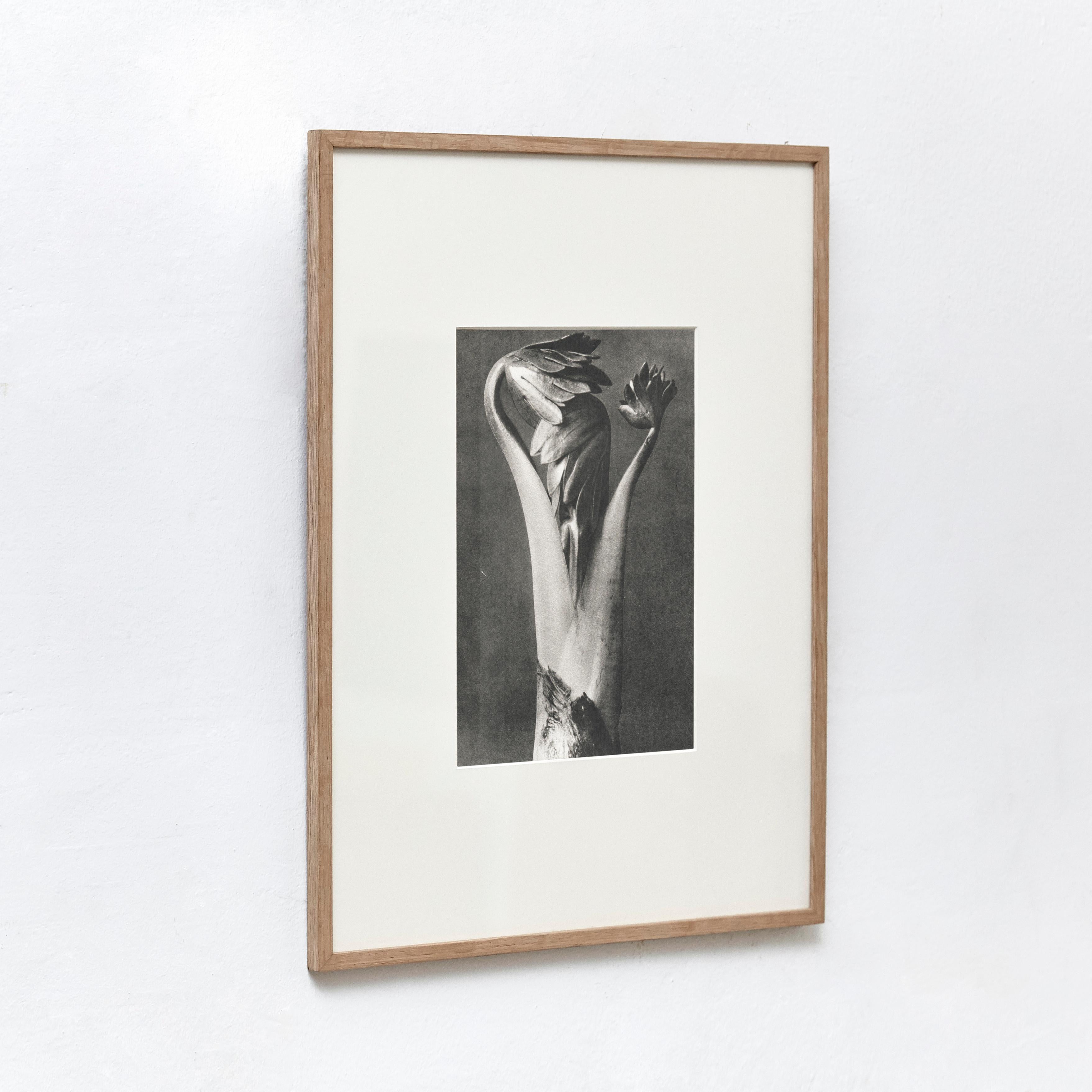 Set of 9 Karl Blossfeldt Black White Flower Photogravure Botanic Photography For Sale 10