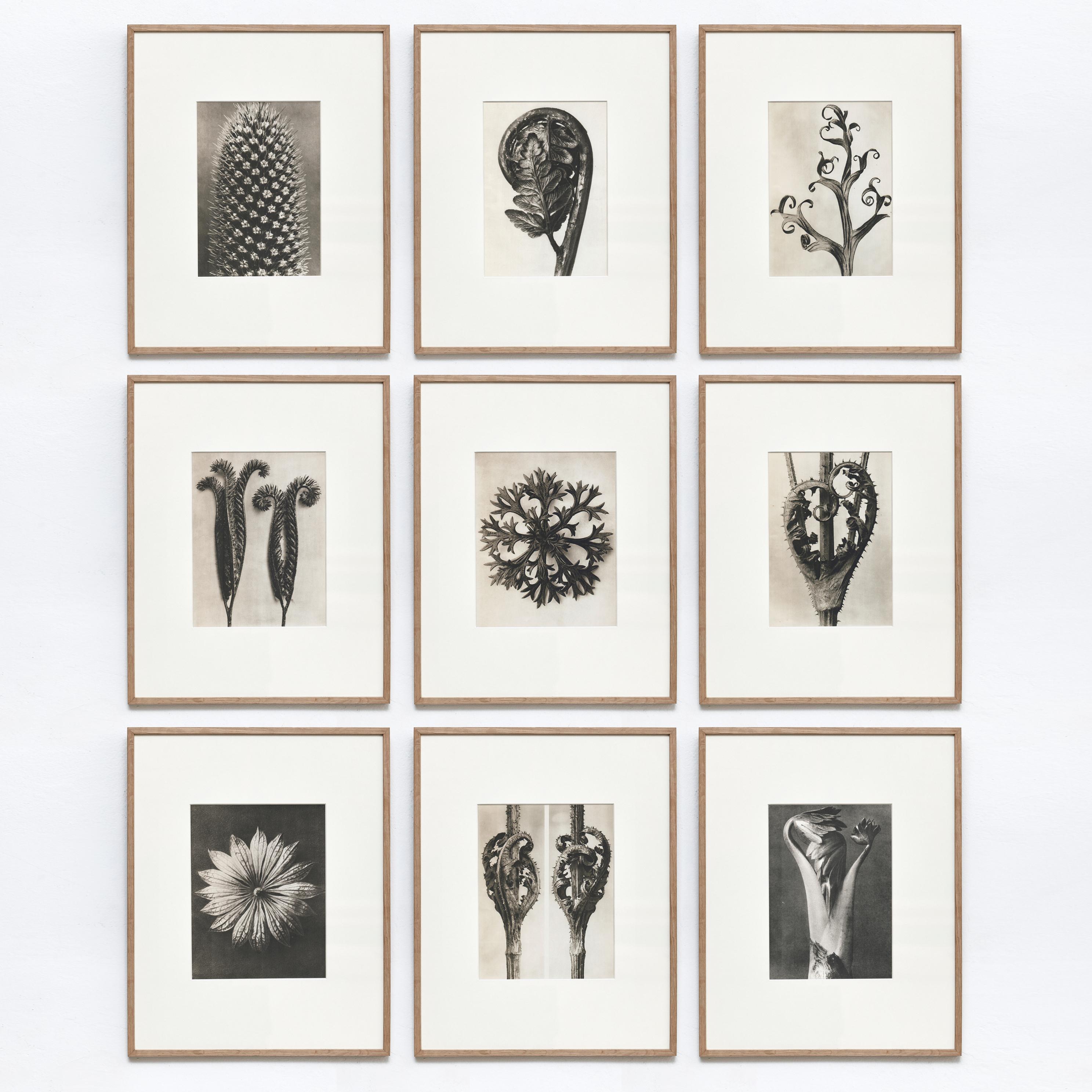 Set of 9 Karl Blossfeldt Black White Flower Photogravure Botanic Photography For Sale 11