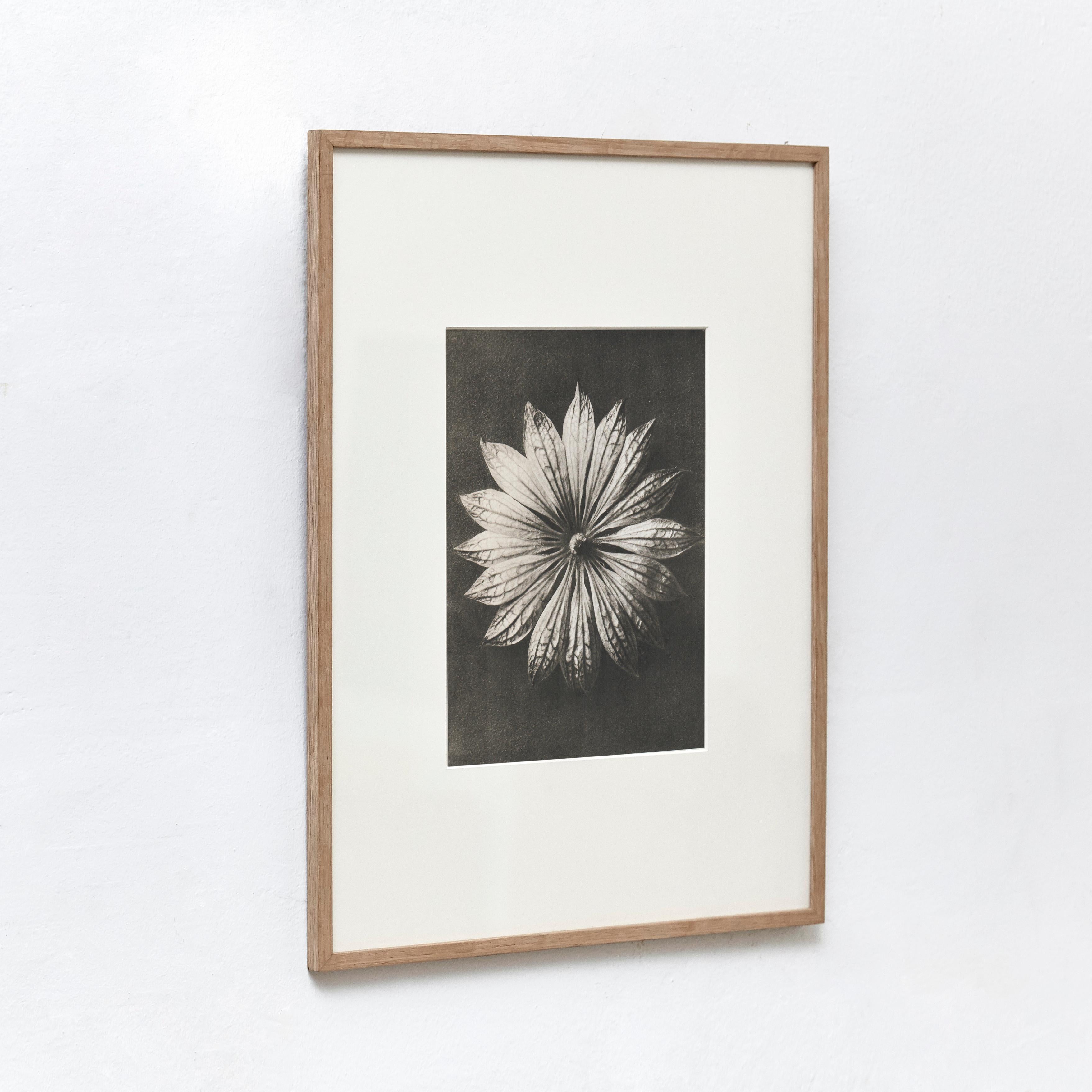 Set of 9 Karl Blossfeldt Black White Flower Photogravure Botanic Photography In Good Condition For Sale In Barcelona, Barcelona