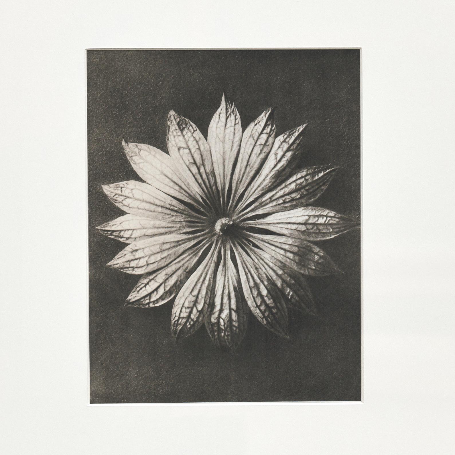 Mid-20th Century Set of 9 Karl Blossfeldt Black White Flower Photogravure Botanic Photography For Sale