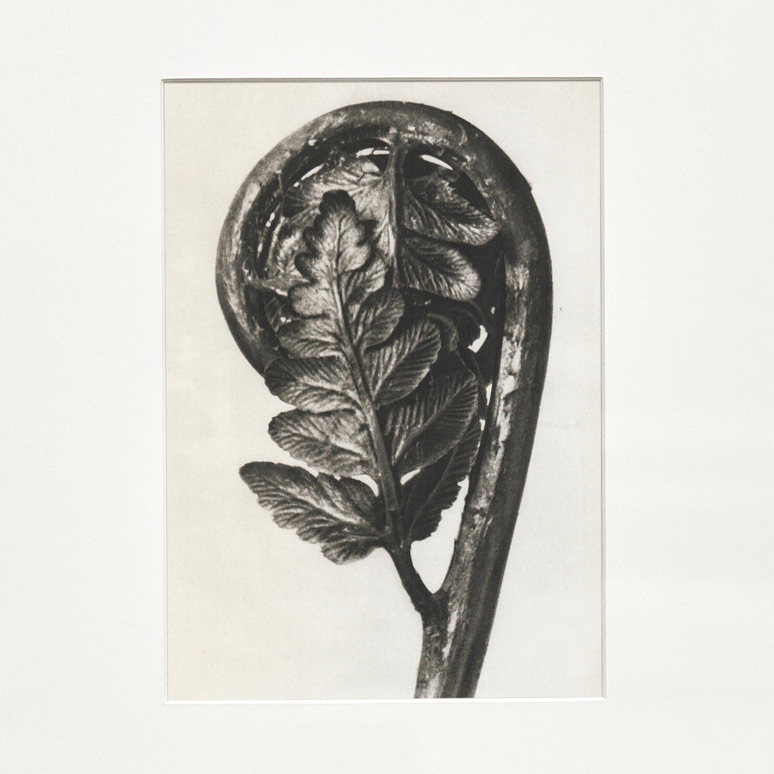 Set of 9 Karl Blossfeldt Black White Flower Photogravure Botanic Photography For Sale 1