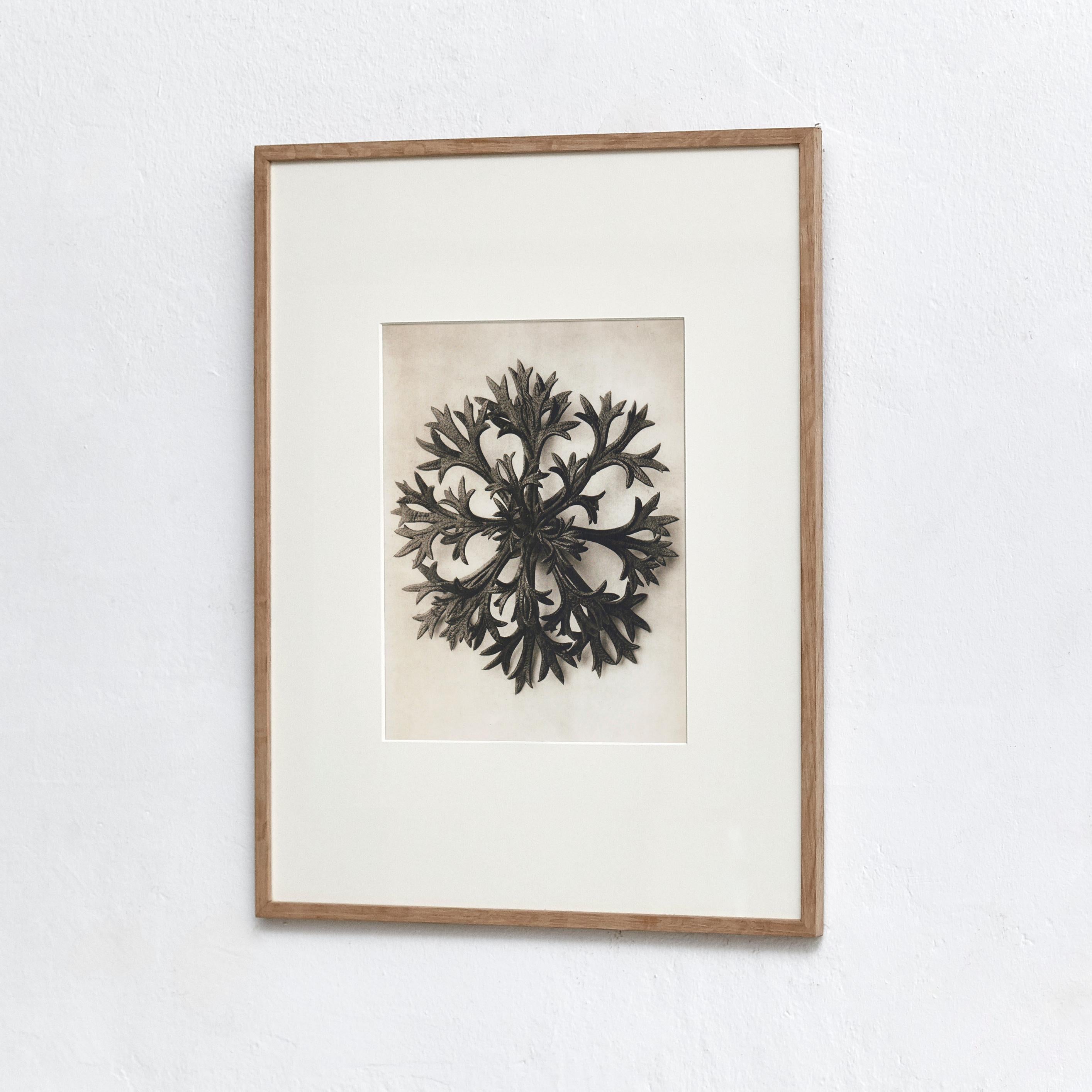 Set of 9 Karl Blossfeldt Black White Flower Photogravure Botanic Photography For Sale 2