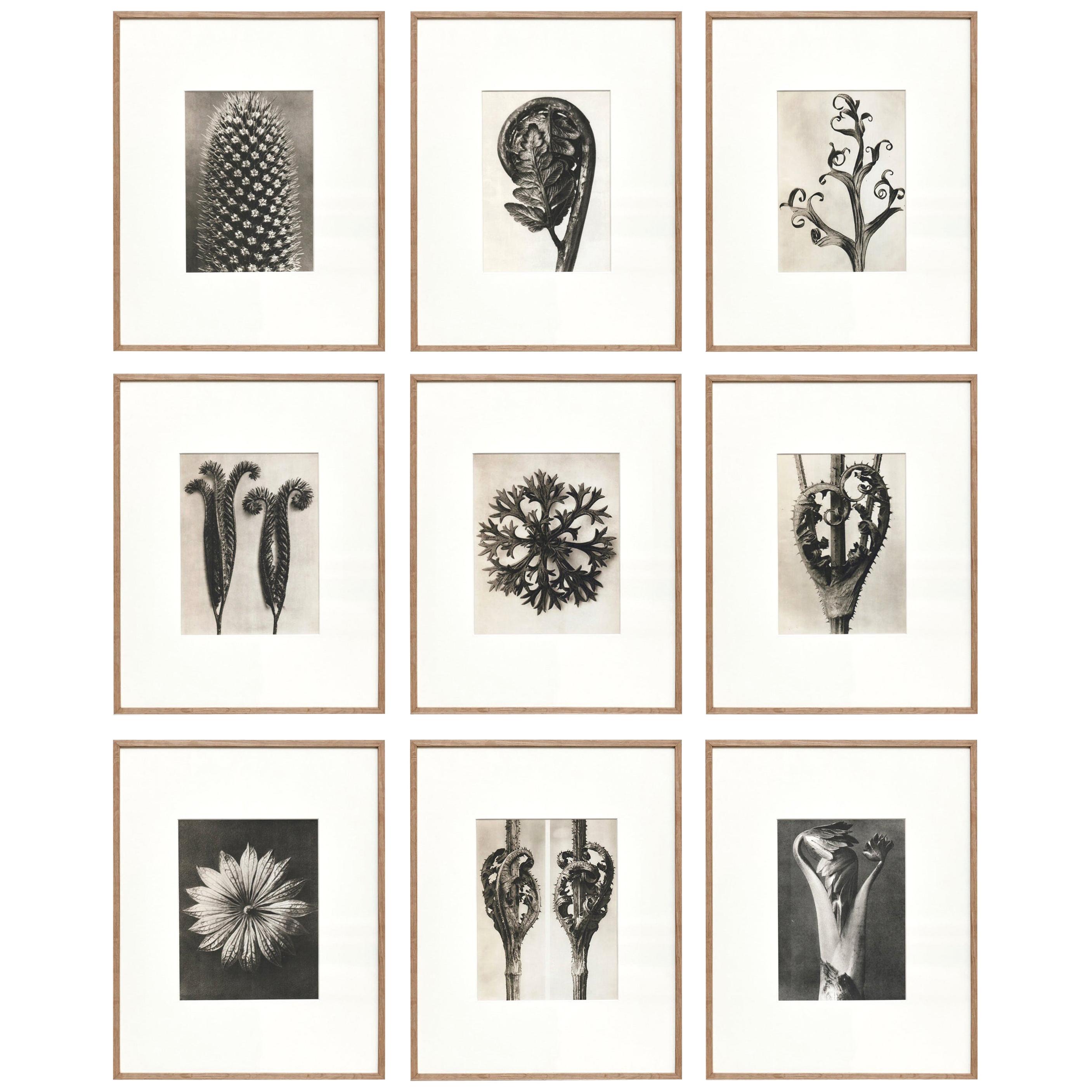 Set of 9 Karl Blossfeldt Black White Flower Photogravure Botanic Photography